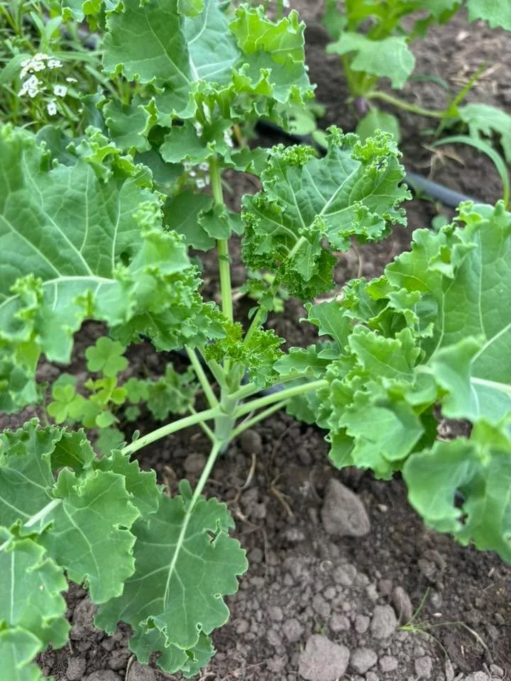 Teck Farms set summer hours, Tuesday through Thursday 10am-5pm. Friday 10am-3pm. Saturday 9am-1pm. We have lettuce blends, kale, Swiss chard, kohlrabi, bok choy, herbs, rhubarb, mustard greens, collards greens, eggs, seven pepper sauce and turnips. 1
