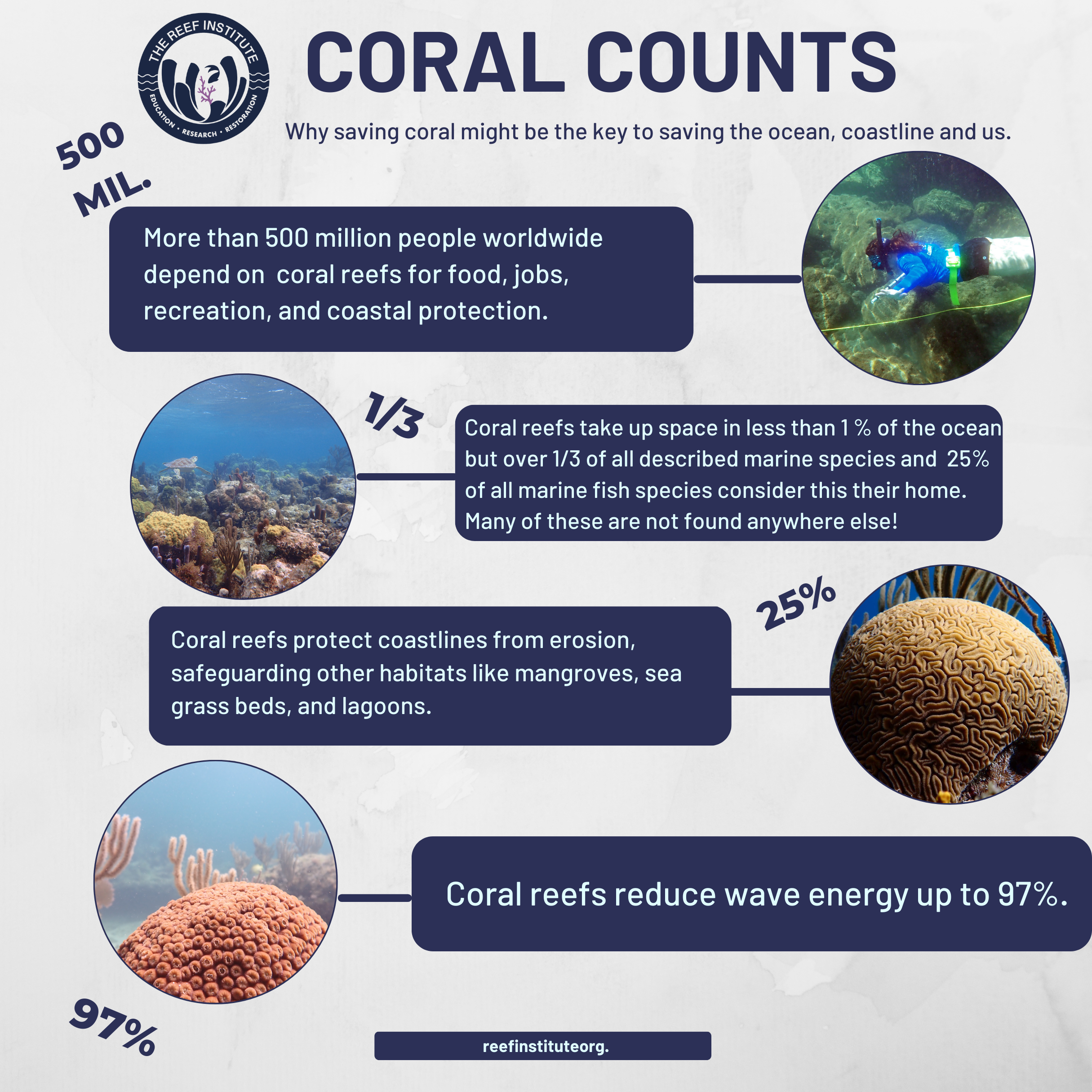 TRI Blog — The Reef Institute