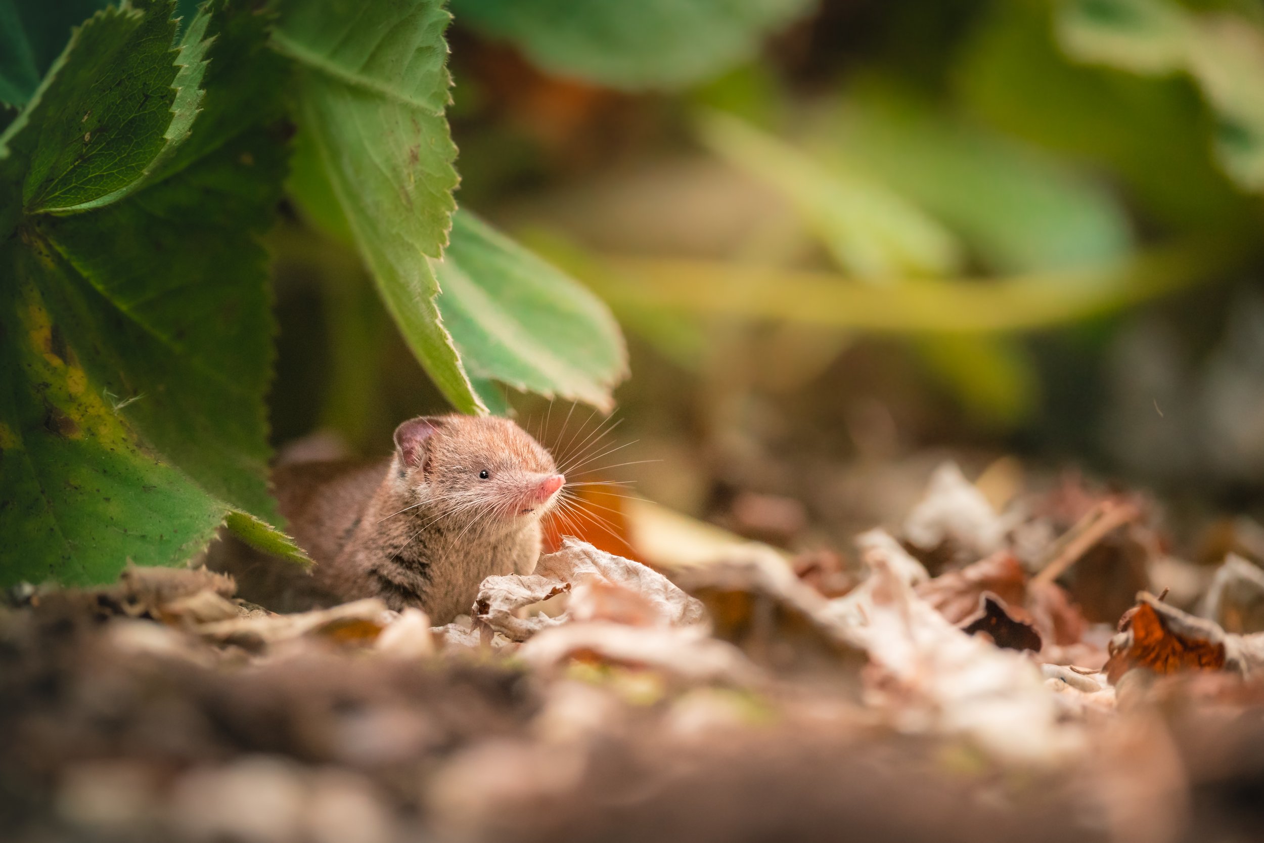 Portfolio_Säugetiere-07283.jpg