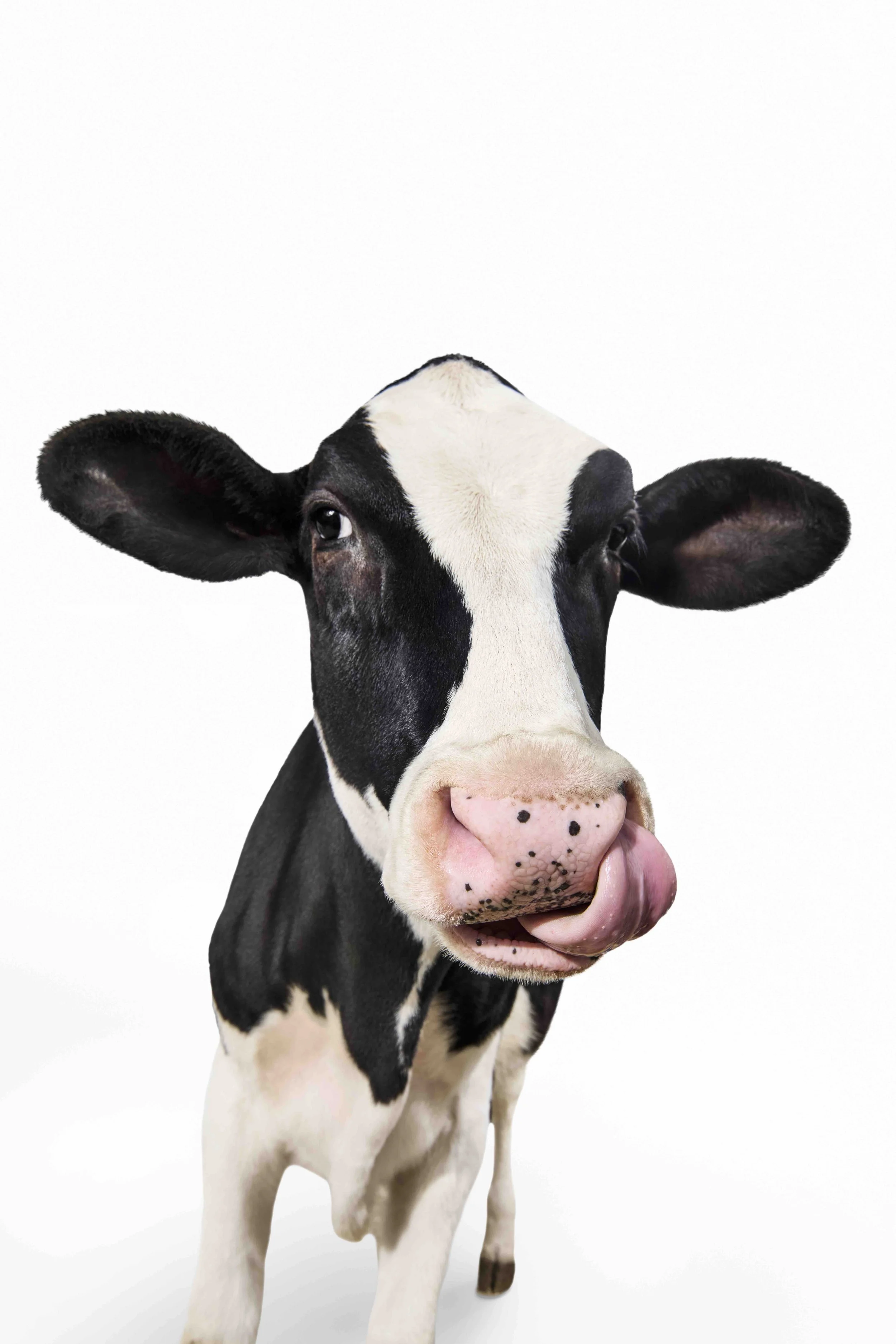 AllOpal_LaurenVAllen_DairyMax.jpg