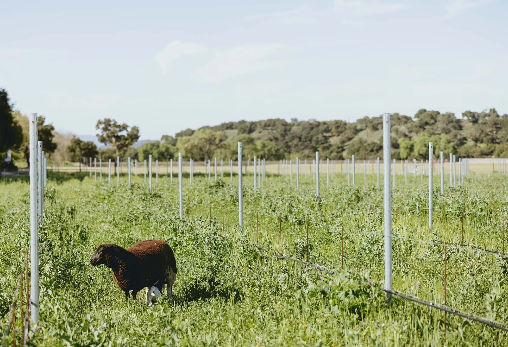 A sheep grazing on a green field with metal posts and wires, with trees and hills in the background under a blue sky.
