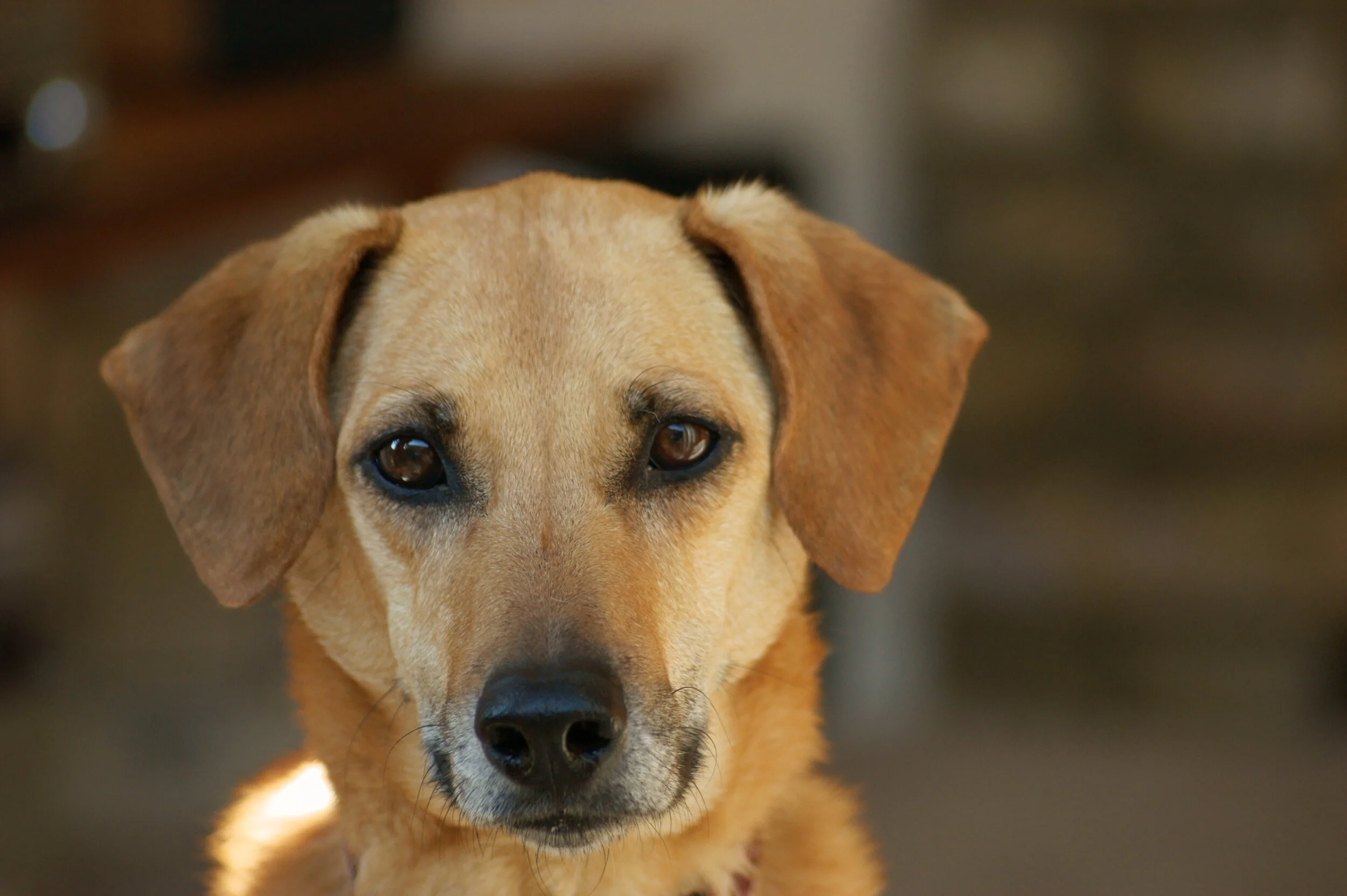 Sophie, the world's greatest dog.
Sony A350 - Sigma 70-300 F4-5.6 APO DG Macro 150mm