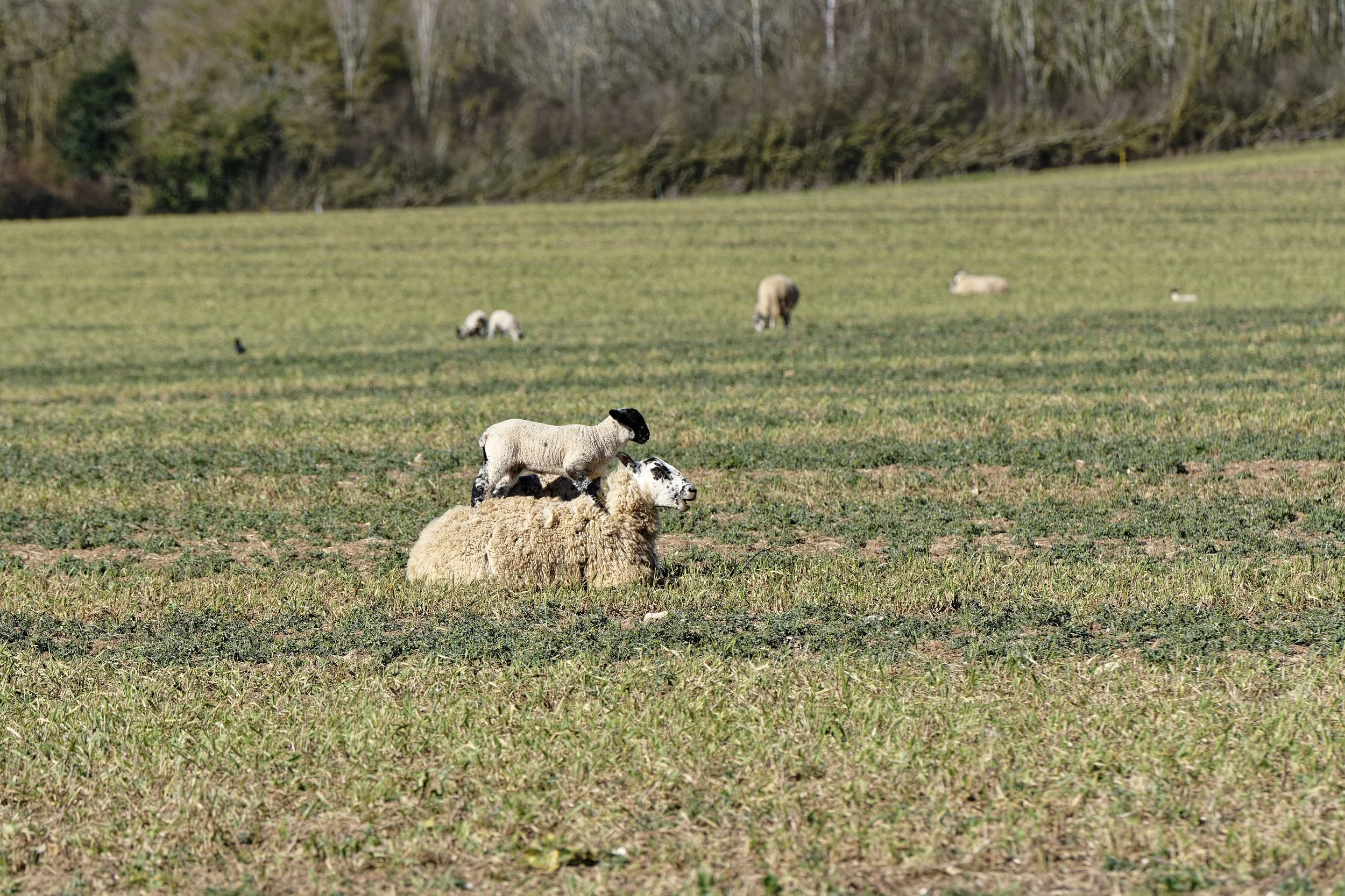 It is March and that can only mean one thing in the countryside - lambing time!