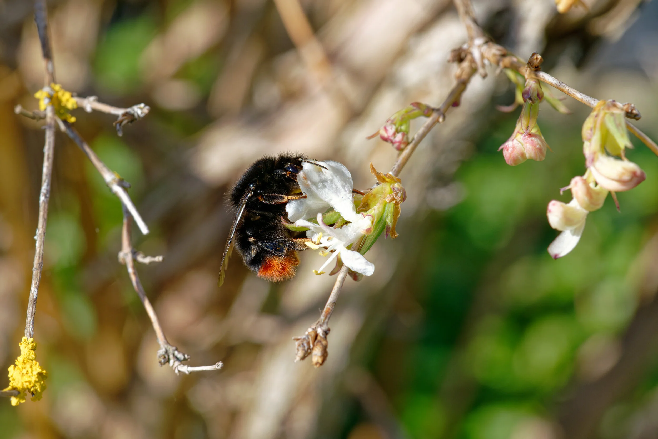 Red tailed bumble bee, West Wickham, UK. Sony A7R3 - Sony FE 90mm F2.8 Macro G OSS