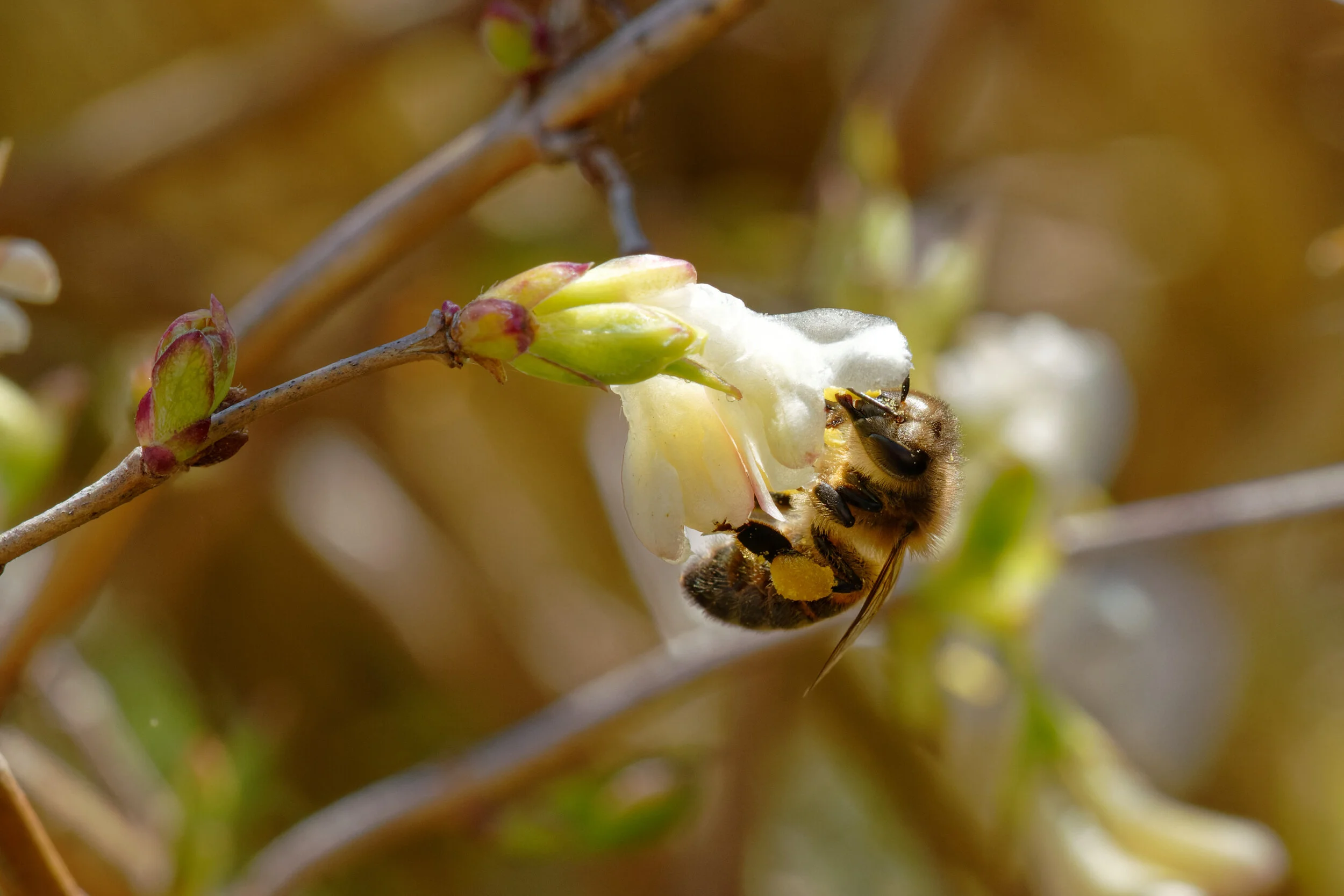 Honey bee, West Wickham, UK. Sony A7R3 - Sony FE 90mm F2.8 Macro G OSS