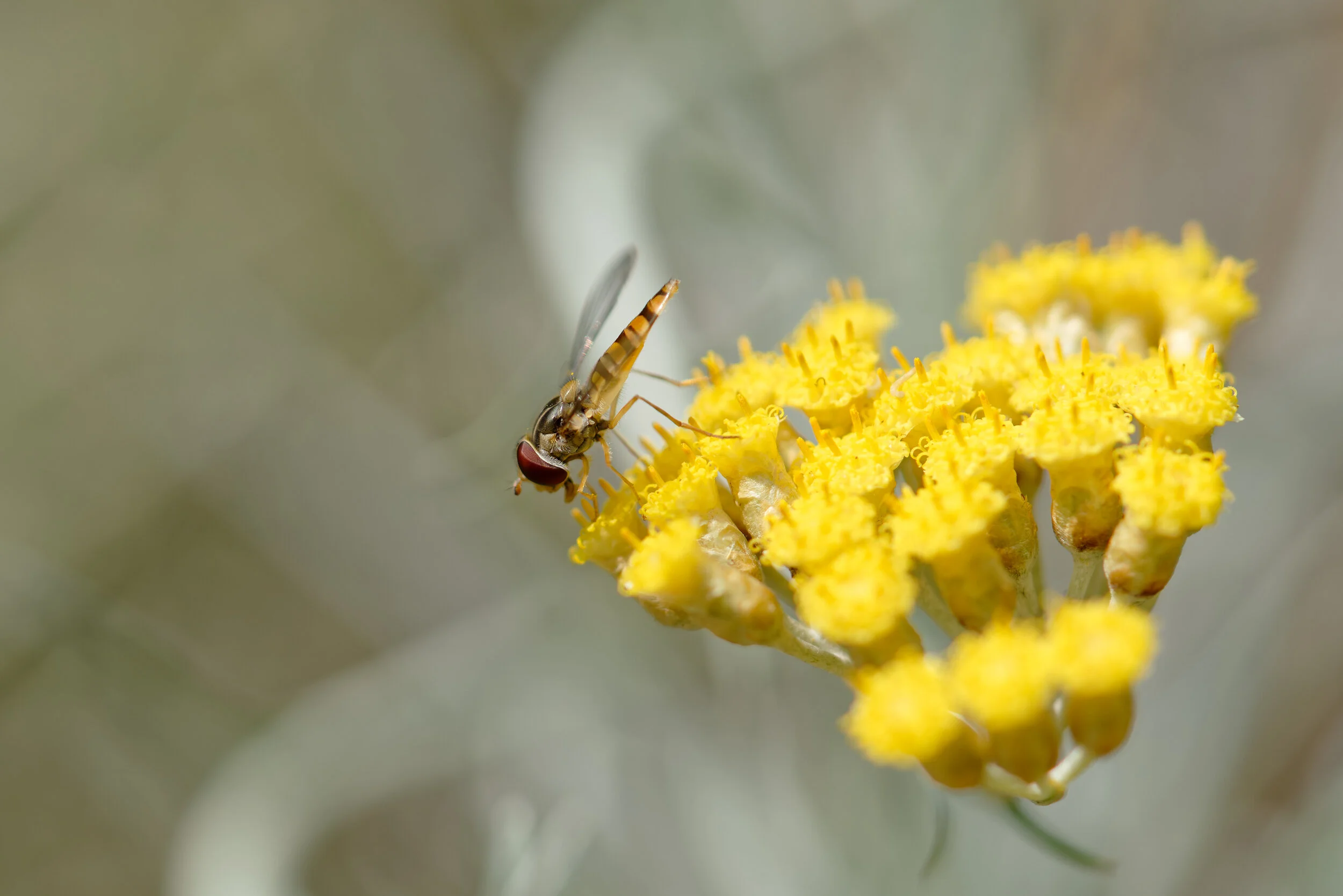 Hover fly Sony A7R3 - Sony FE 90mm F2.8 Macro G OSS