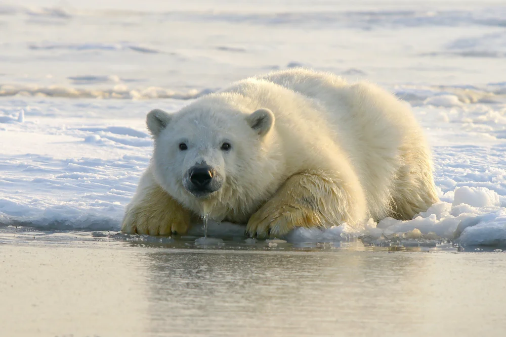 INTERNATIONAL POLAR BEAR DAY ENVIRONMENTAL ALLIANCE intelligence overview