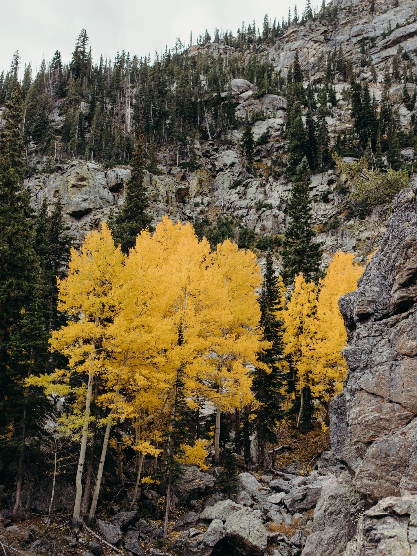 LEAVES WOW 🤩💛🍂