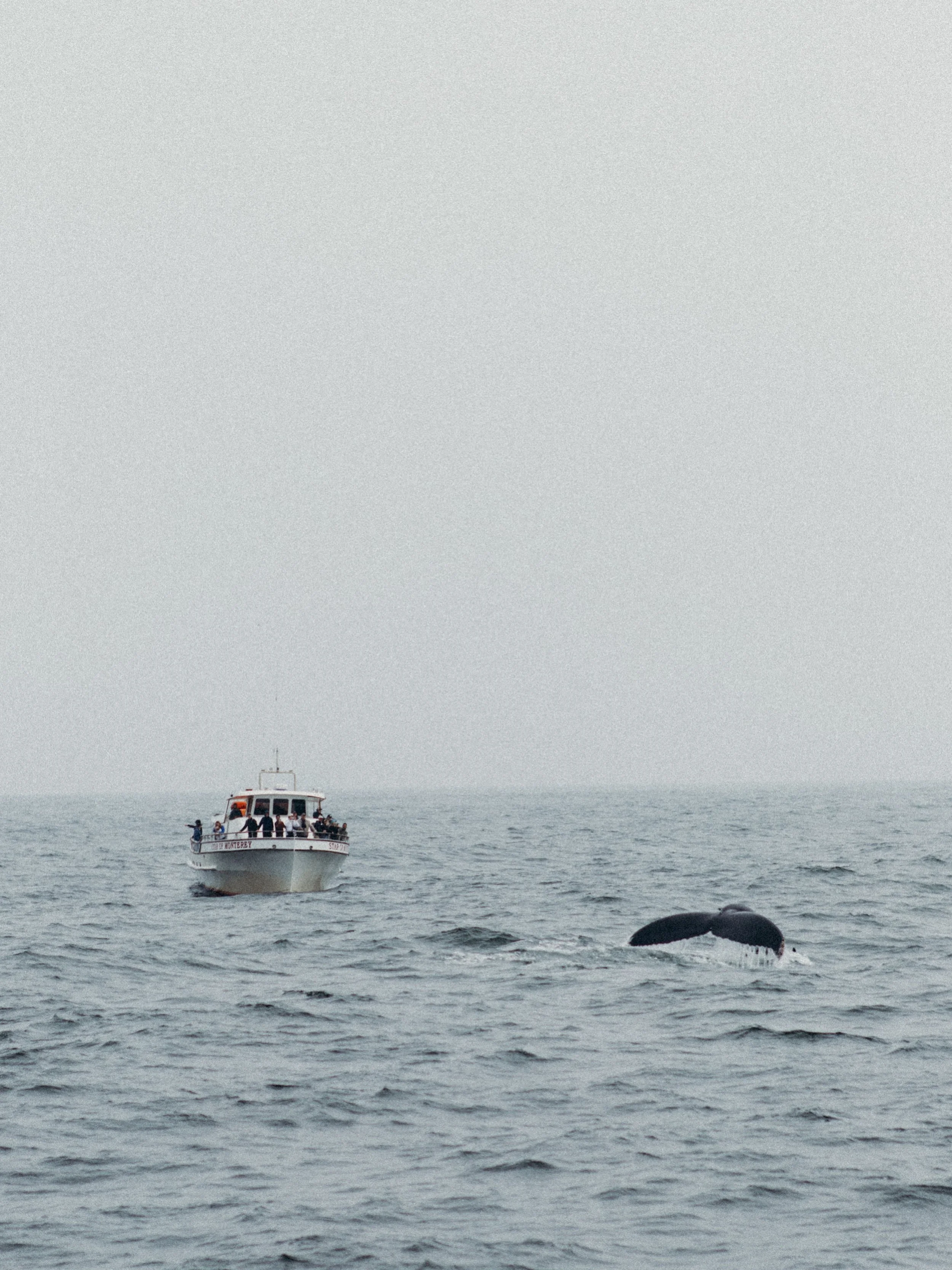 Third time on a whale watching tour &amp; first time actually seeing whales! 🐋
