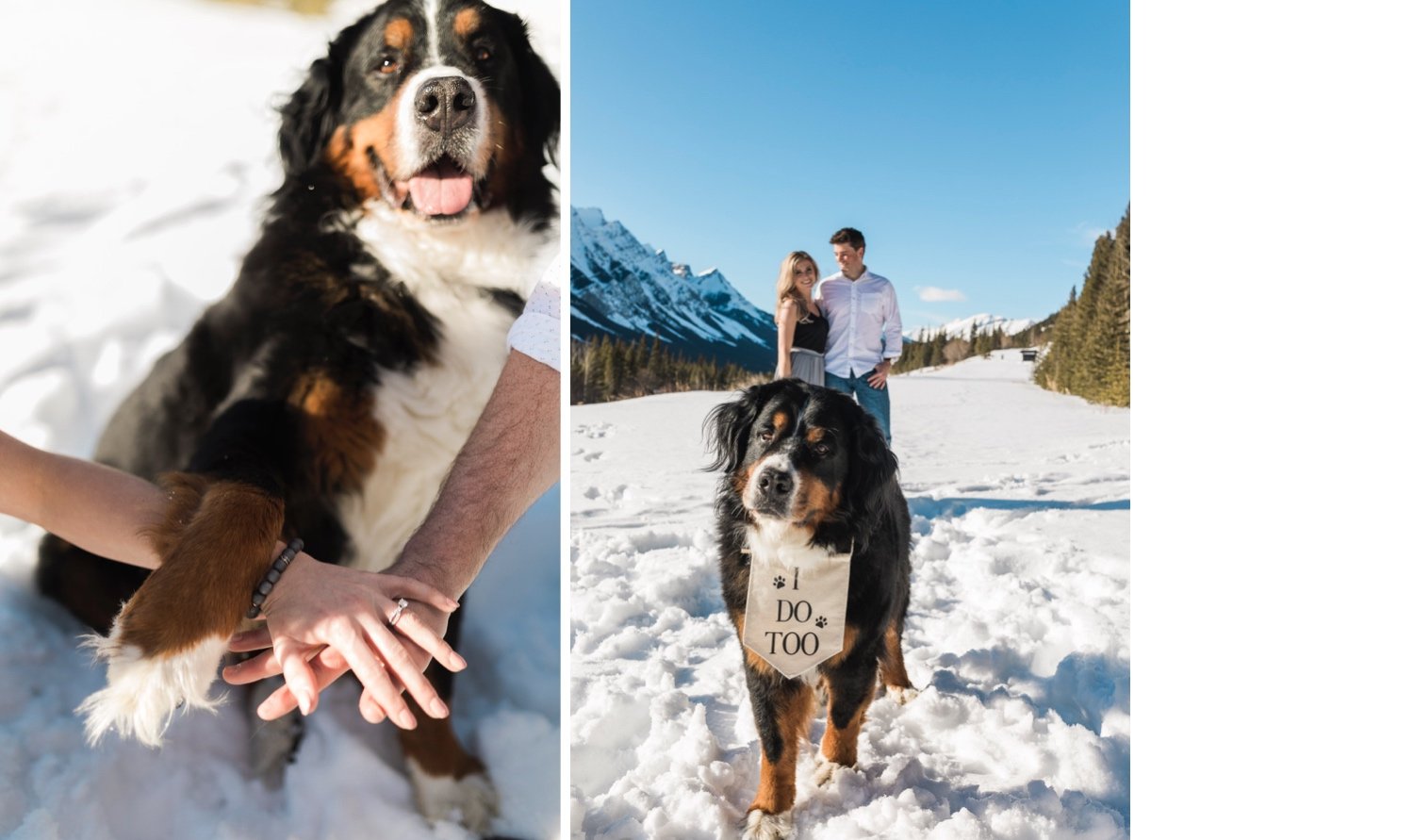 19_sunlight_landscape_Kananaskis_Canmore_Banff_trees_couple_engagement_close_simple_dog_cuddle_kiss_golden_hour_intimate_nature_mountains_fiancee_spring_winter_delicate_ice_bride_snow_soft_Calgary_Alberta_photographer_forest_groom_outdoor.jpg