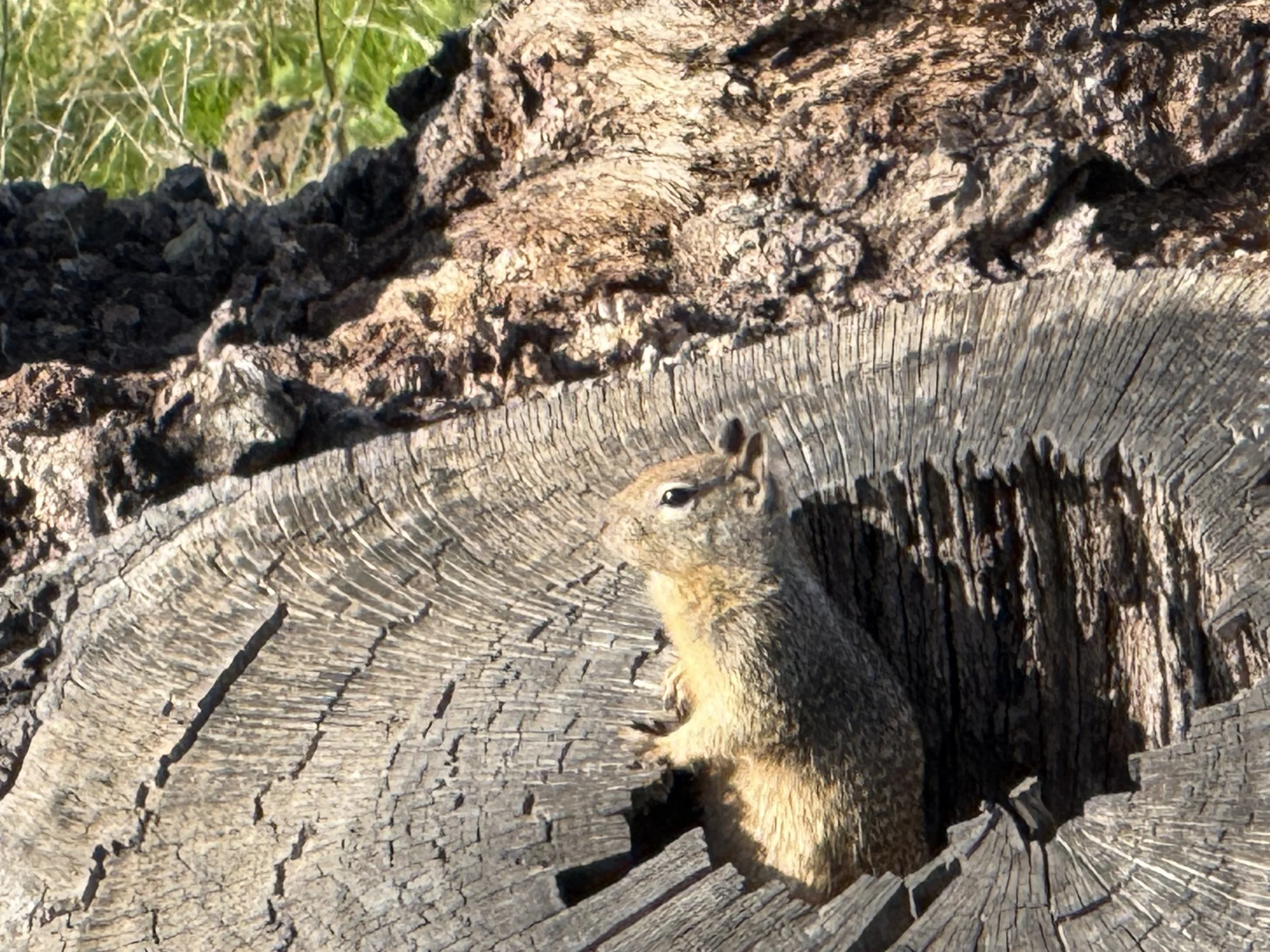 Squirrel.jpeg