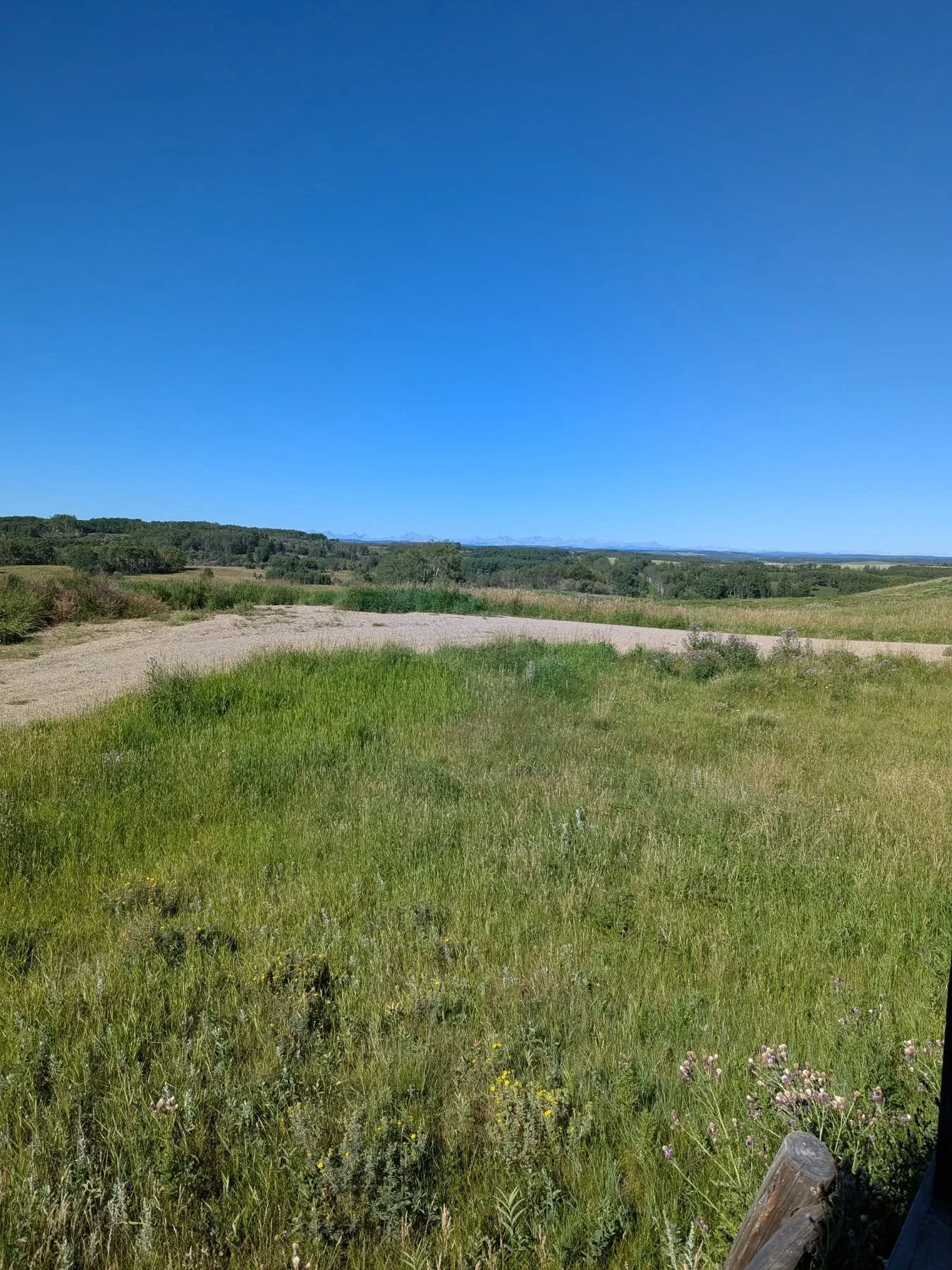 Rolling hills, wildflowers, distant mountains, and velcro burrs (because I had to pick so many off 😂)

Alberta is kind of great.

Also, could not have asked for 2 perfect days as when I was there. The weather was gorgeous 😍