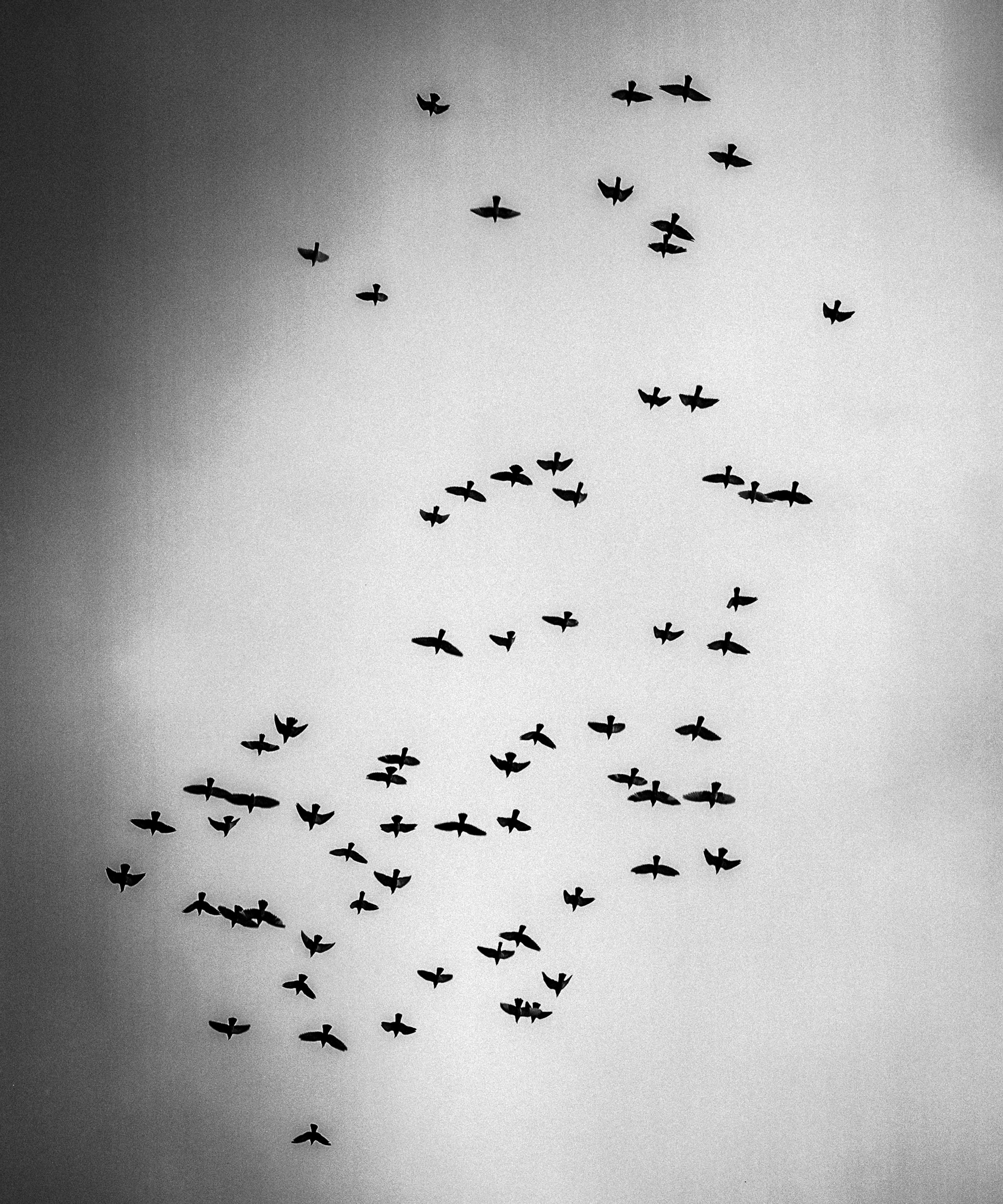 Bird Print