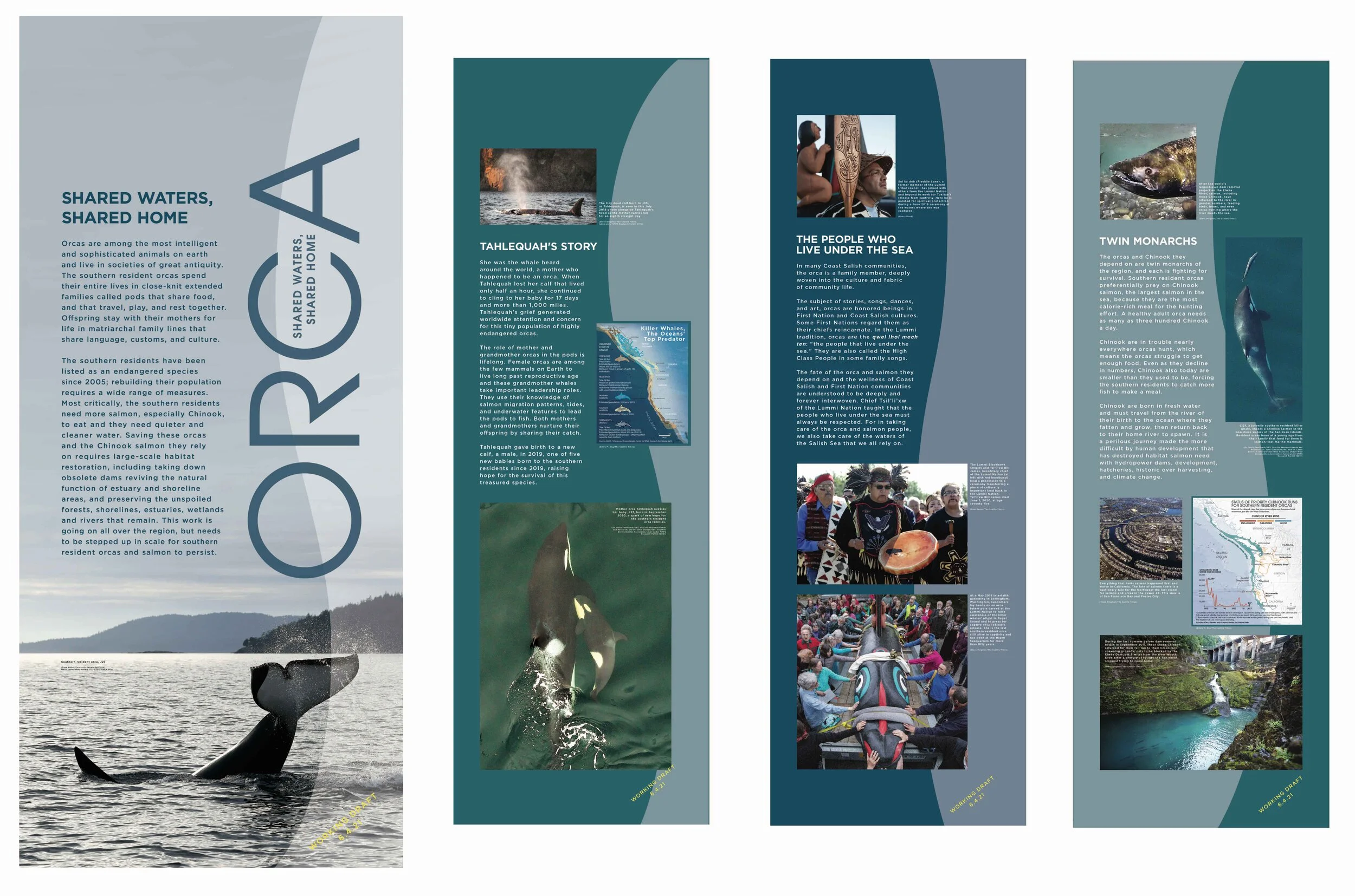 Orca- Shared Waters, Shared Home 5A WORKING DRAFTS 6.7.21 copy.jpeg