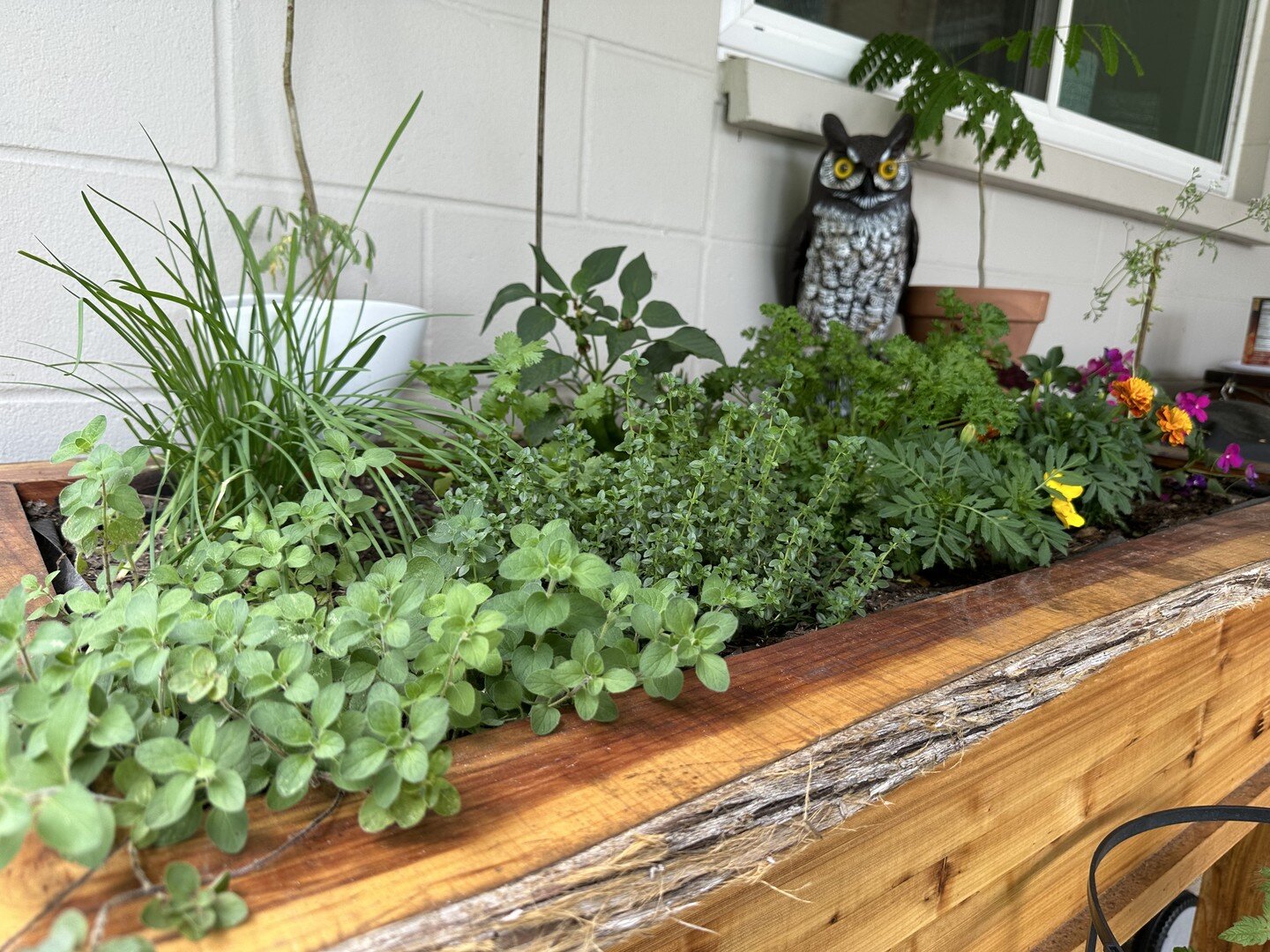 Added some more herbs and a few flowers to the herb garden and it's really starting to fill in! PS the awesome raised planter was hand-built for us by @352woodworks. Jessica is amazing!