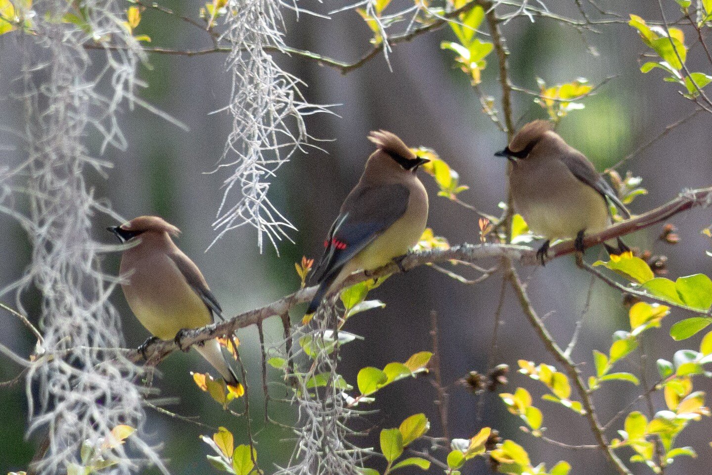 Cedar waxwings came through yesterday. They are so beautiful!!!