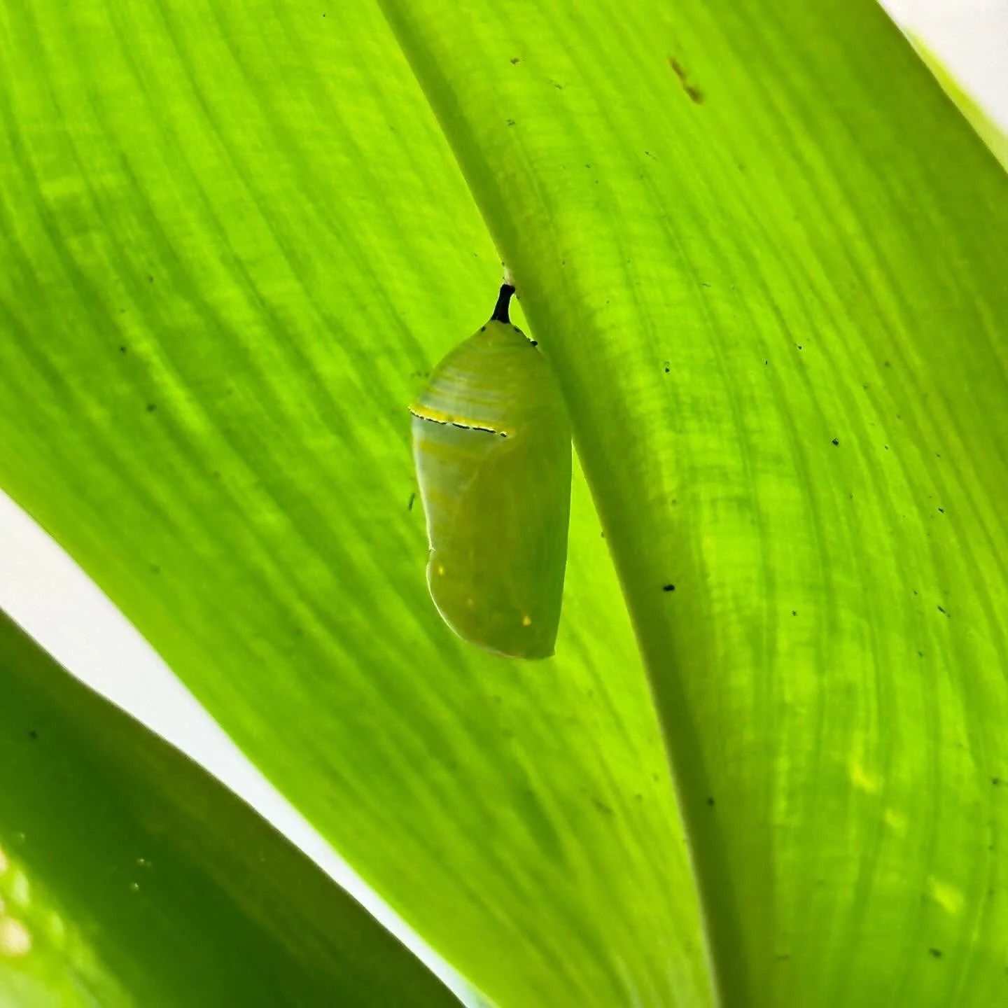 Some creatures understand the benefits of adaptability and harmony better than others.