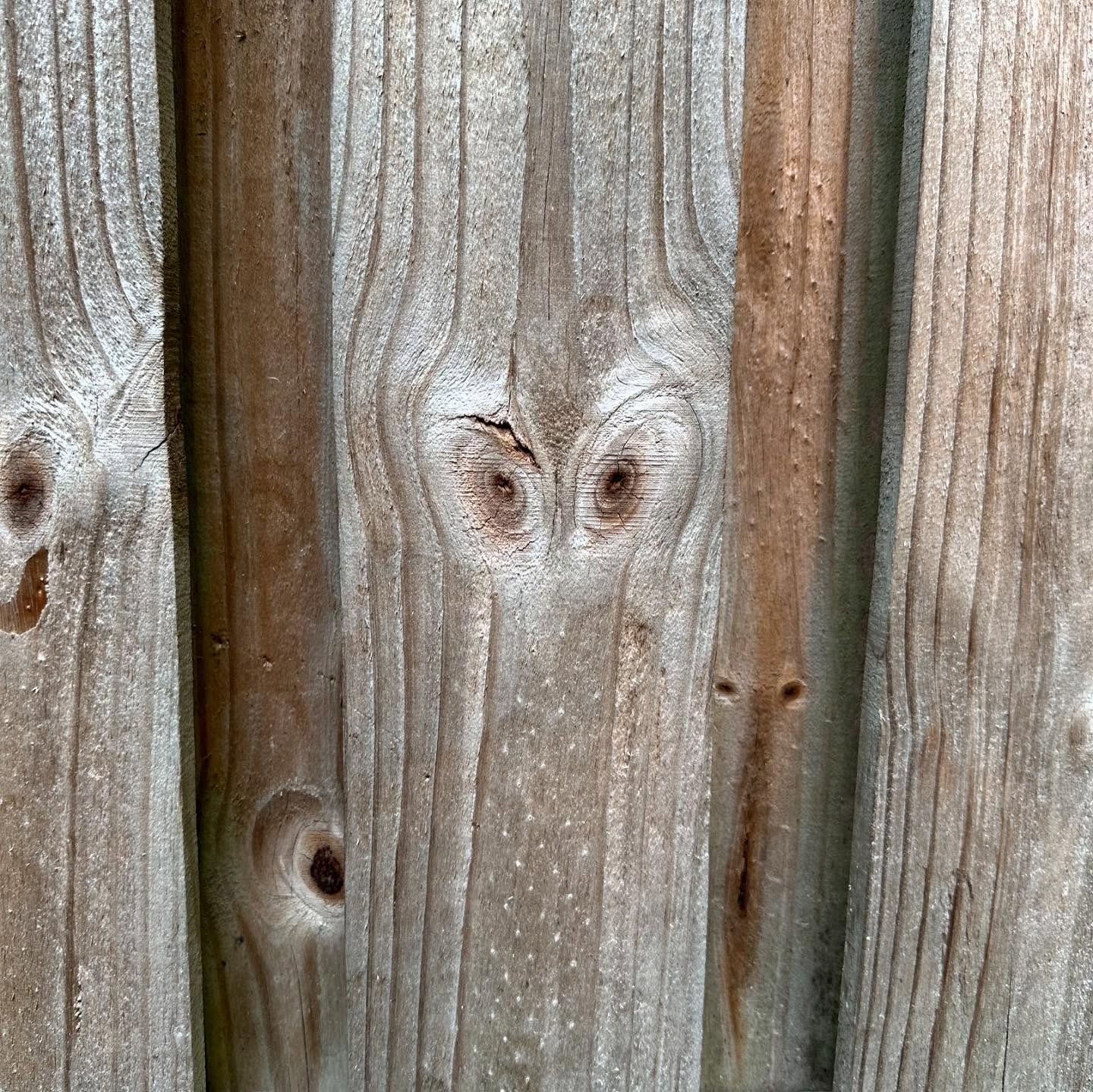 Owls in the fence posts