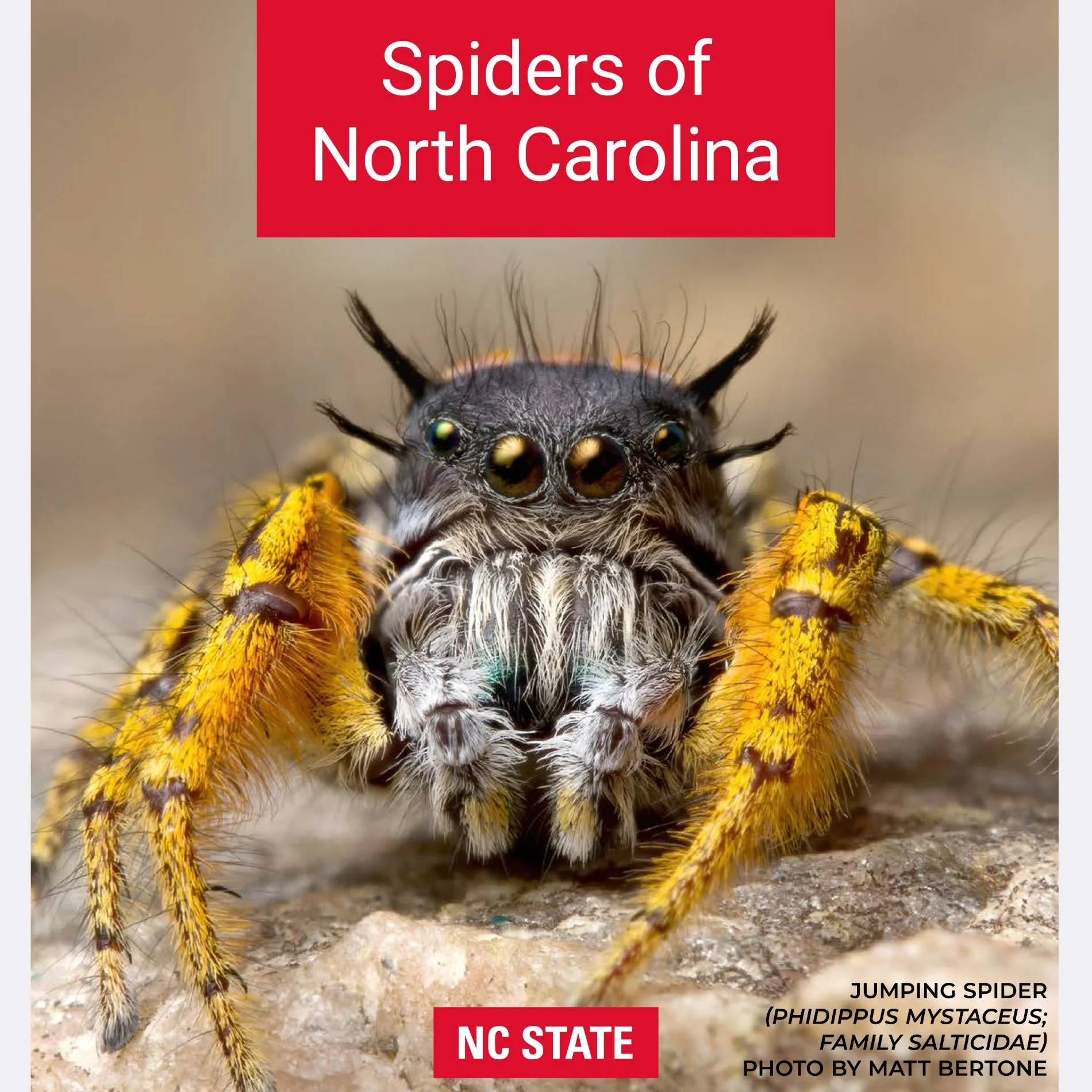 It&rsquo;s almost Halloween, but there&rsquo;s nothing spooky about these guys! 🕸️🕷️We just finished the layout for a compendium about all the spiders of North Carolina for N.C. State! Such a fun and informative project!