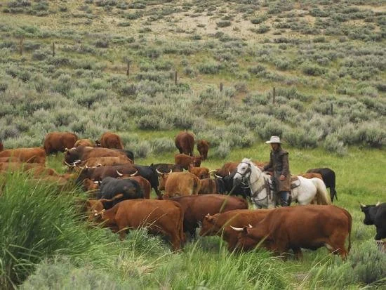 Department of the Interior Proposes Modernizing Grazing Regulations to Support Ranchers and Healthy Rangelands