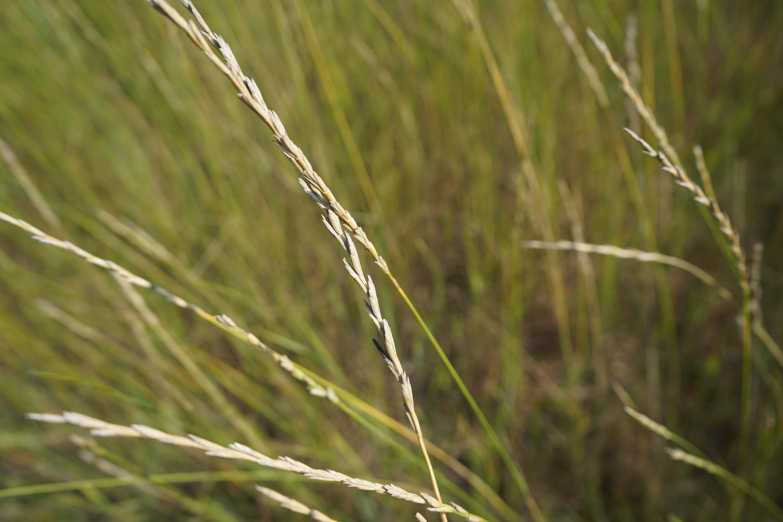 FoodGrade Grains — Michael Fields Agricultural Institute