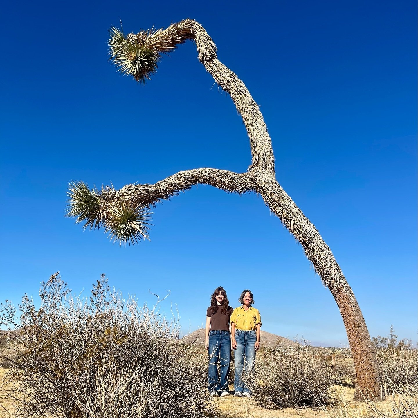 We found the funny trees again 🌞

Fun fact: the thing that is so amazing about Joshua Trees is they were planted with the help of the giant ground sloth which is an extinct ice age era animal. Now they don&rsquo;t have an animal that relies on their