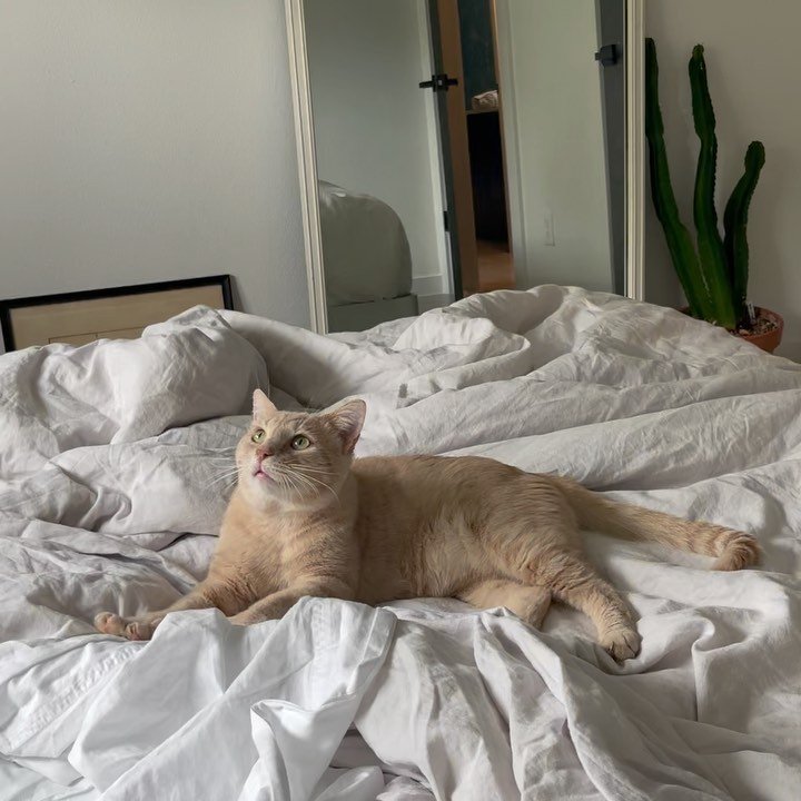 it&rsquo;s my favorite apartment cougar&rsquo;s birthday 🐱🥺🐻❤️

He&rsquo;ll never know how much pure joy he adds to life. Happy birthday my little bear, golden graham, Garrison Ford, house panther, Gary pie, Gary Busey Jr., ducky momo, cutie bean,