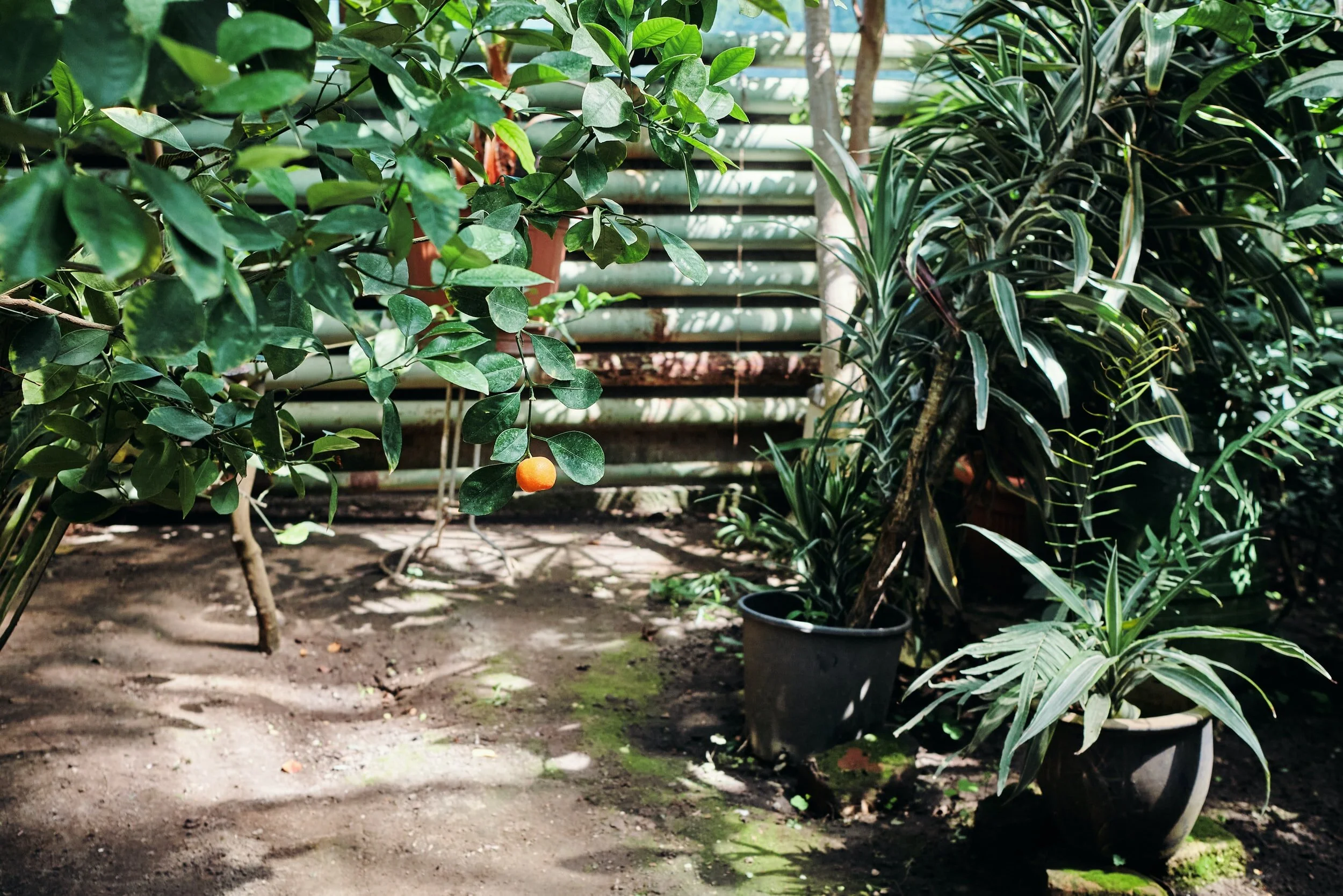 Contrary Action: Growing Spiritually 