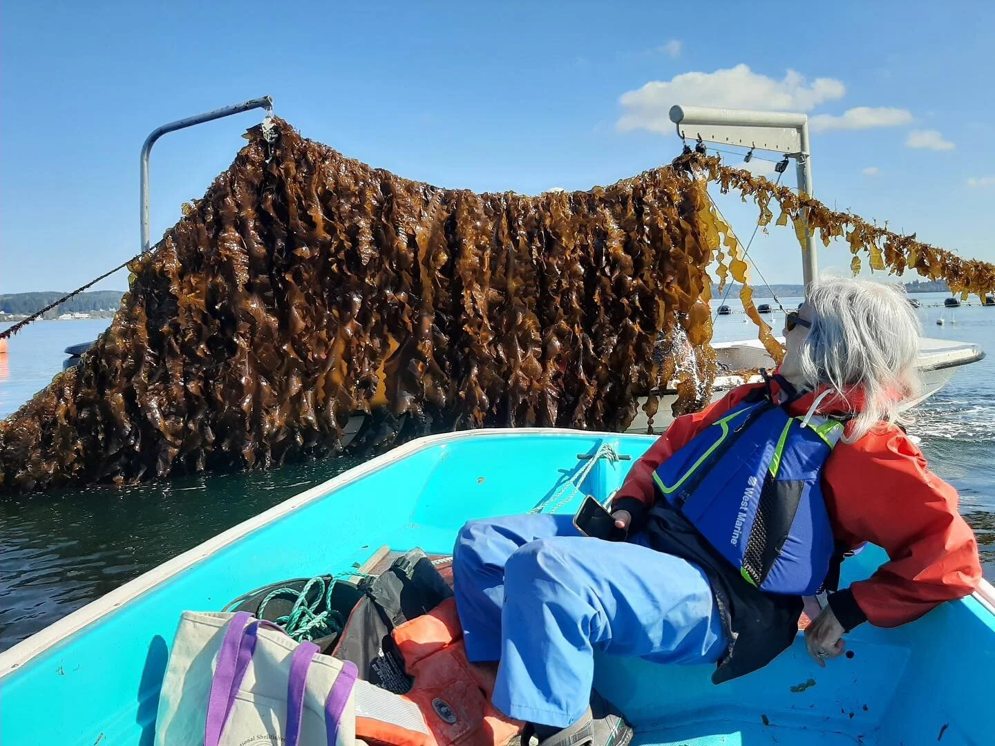 Throwback to spring harvest at our flagship sea farm, Blue Dot Sea Farm, located at the head of Hood Canal in the Salish Sea. ☀️🌊 #kelpfarming