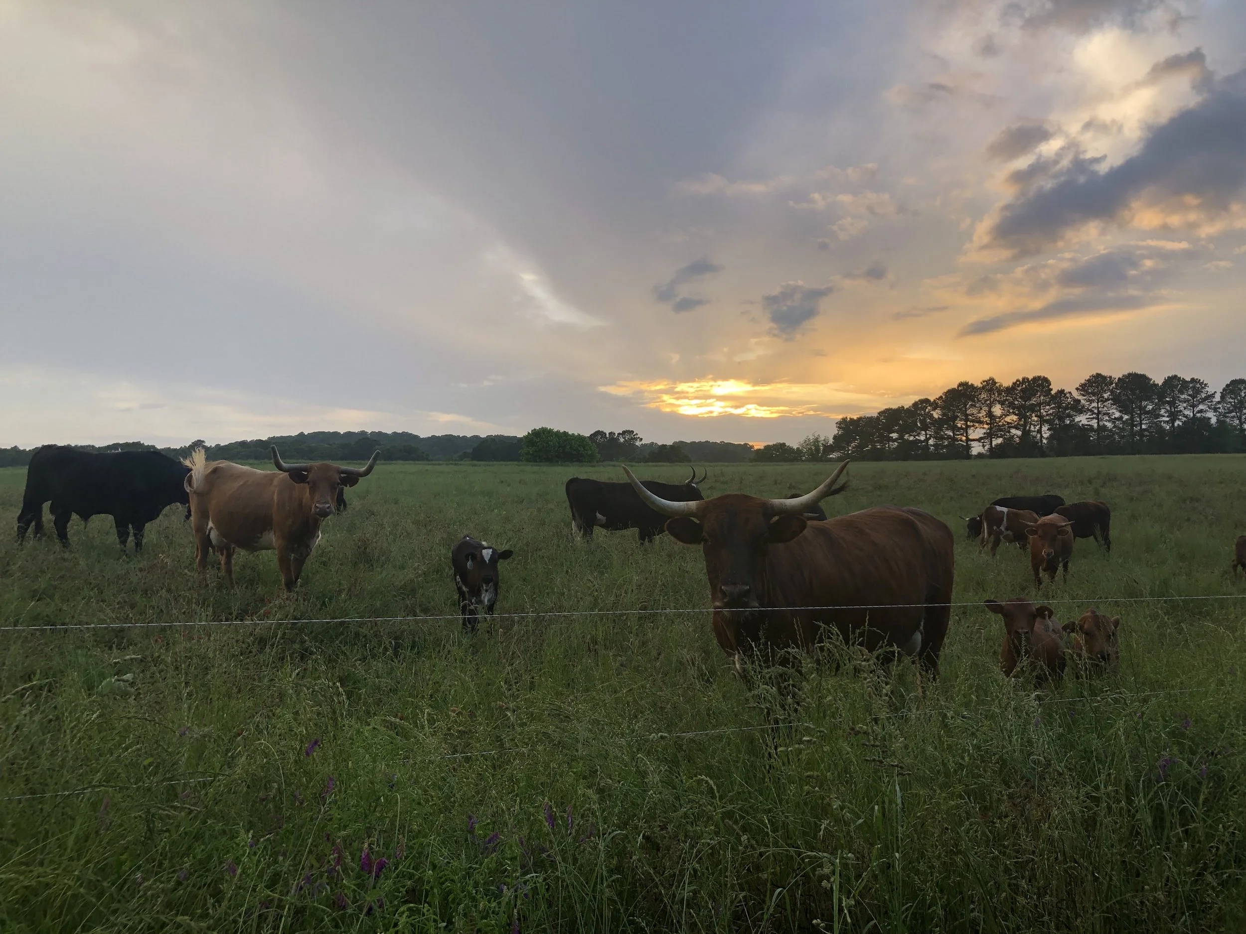 Grass and How to graze it