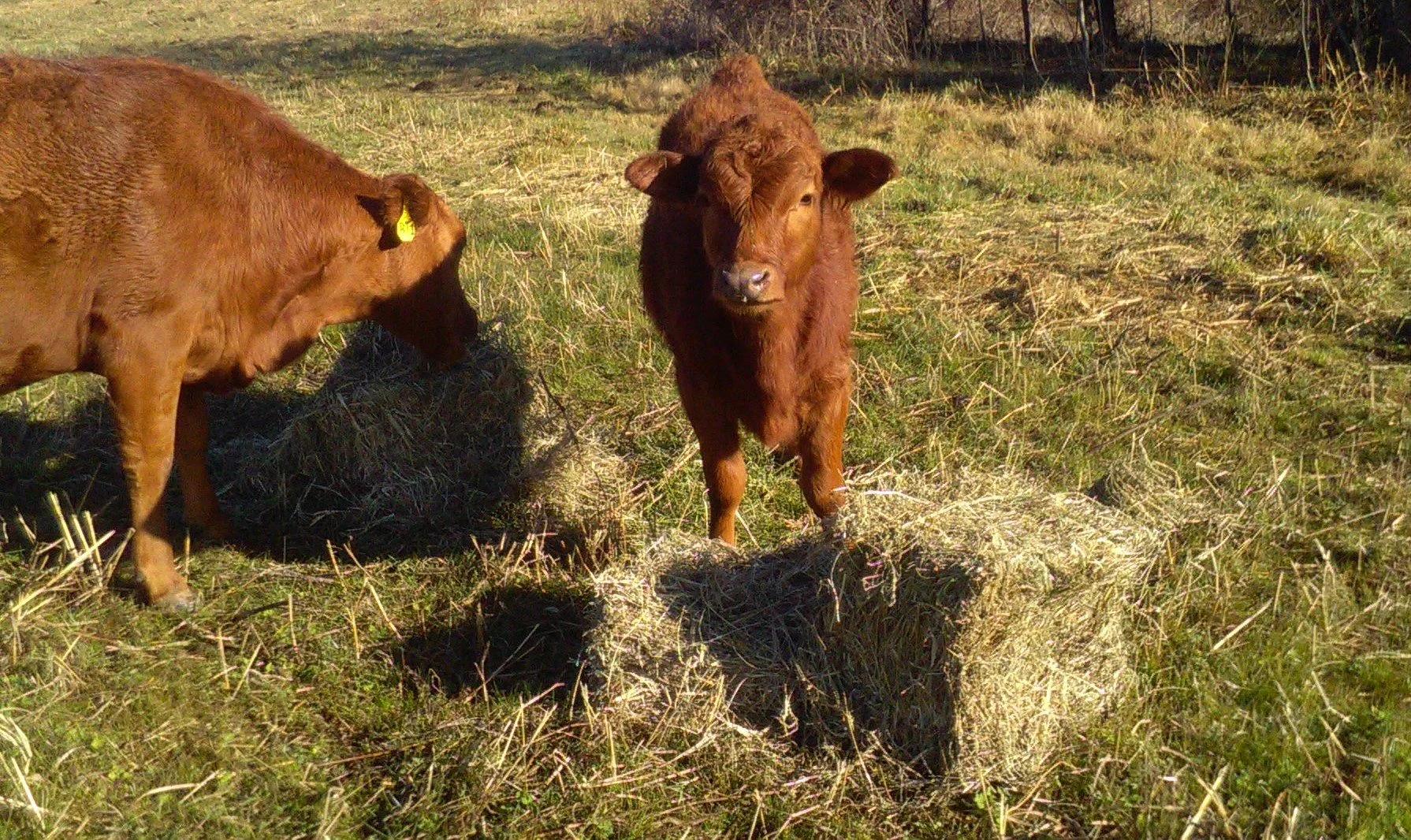 What we’ve learned from our cows-Year One