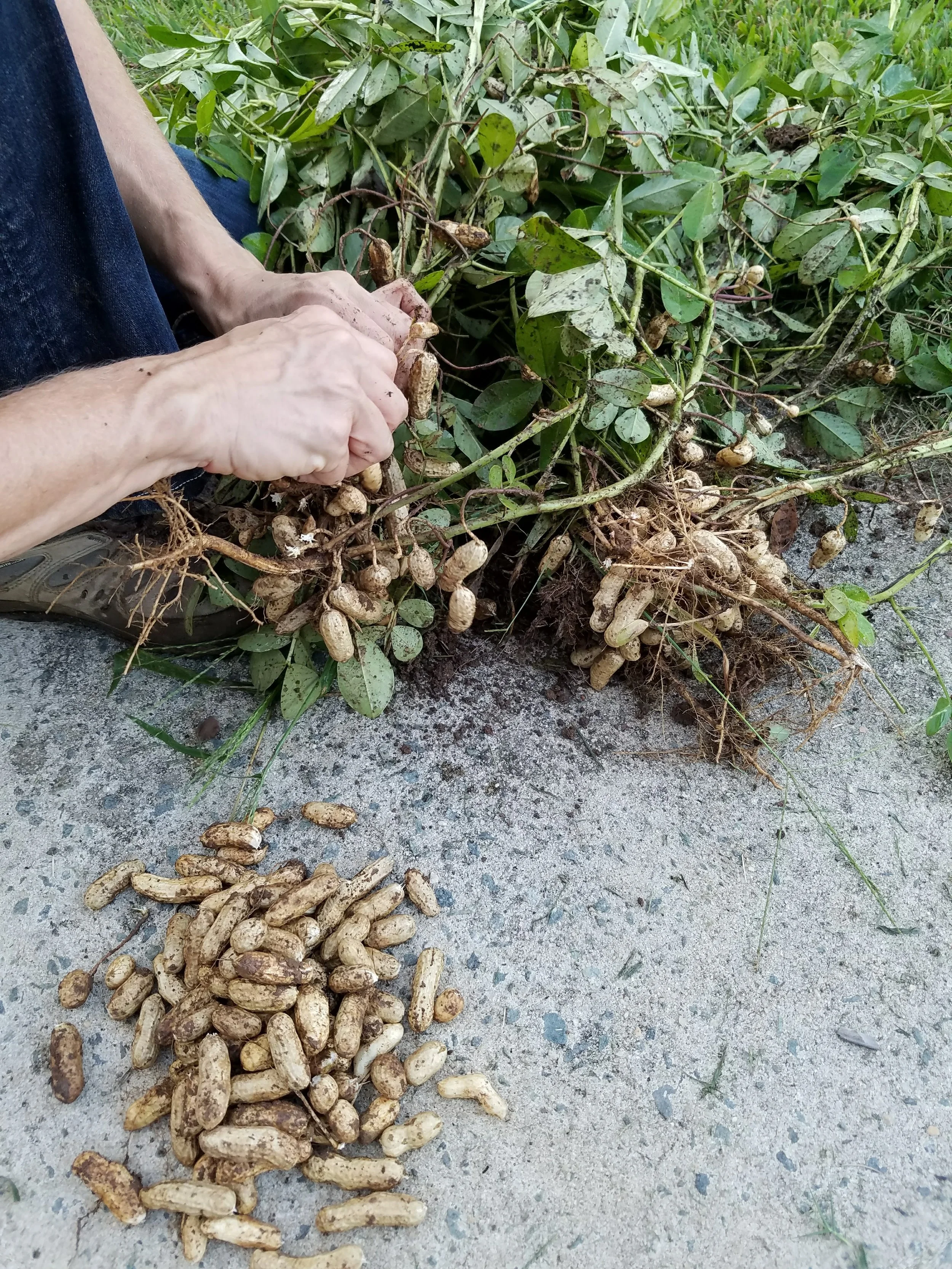 peanutsandhands.jpg
