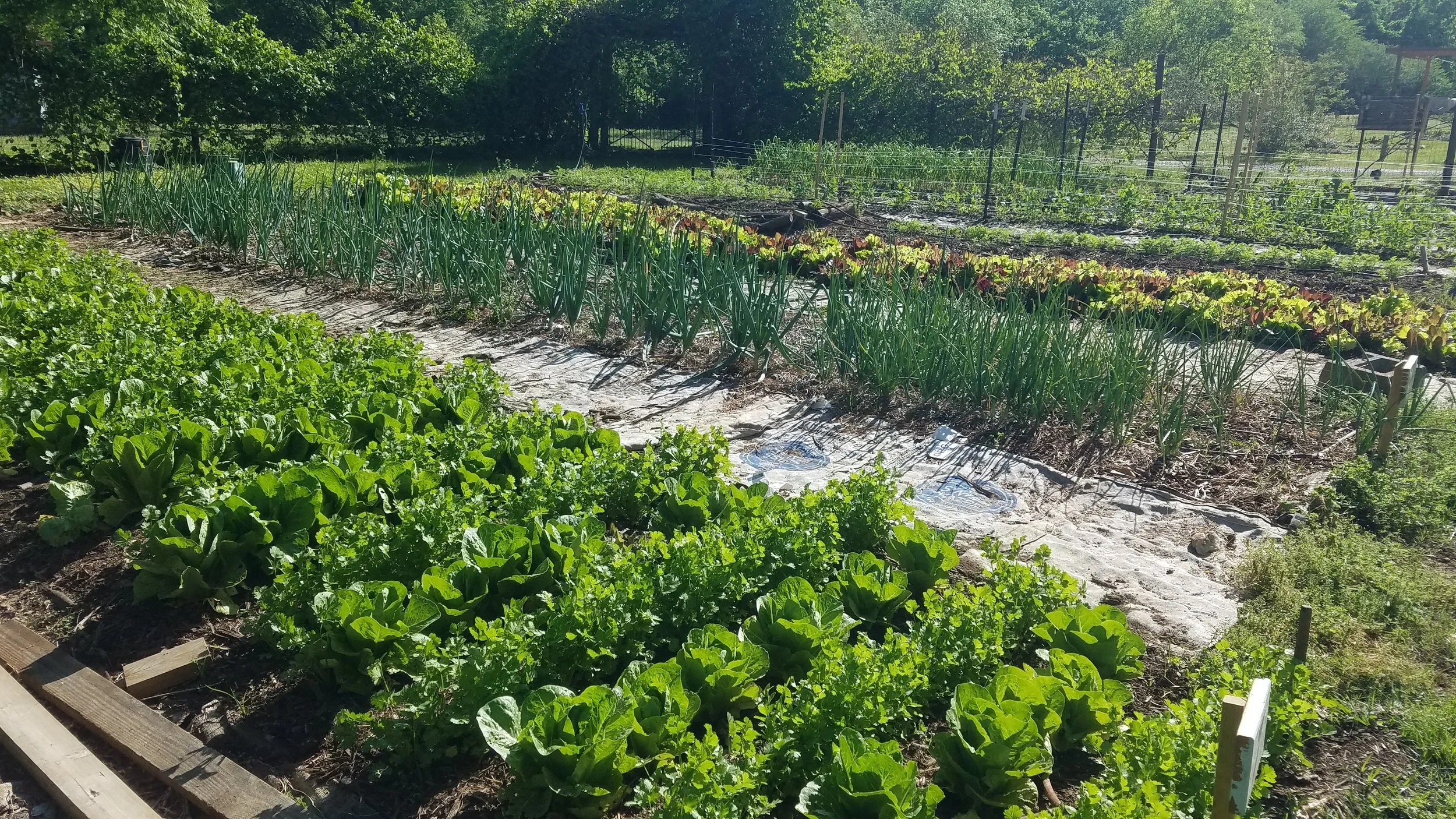 2021_LettuceCloseup.jpg