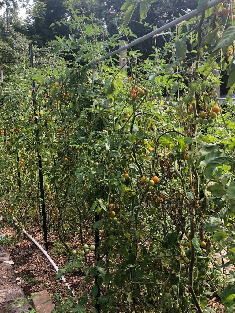 Tomatoes.jpg