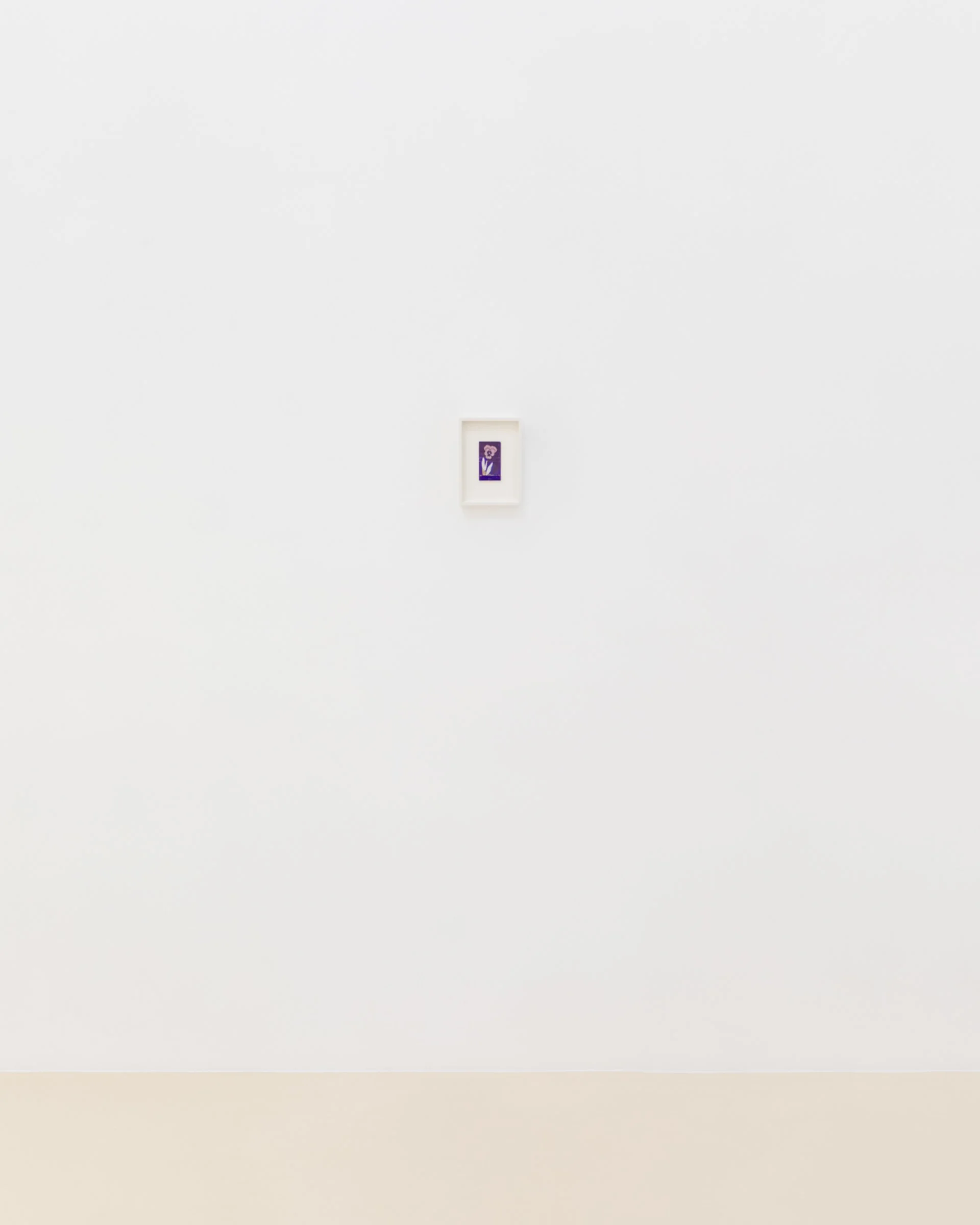 Purple Pansy, install