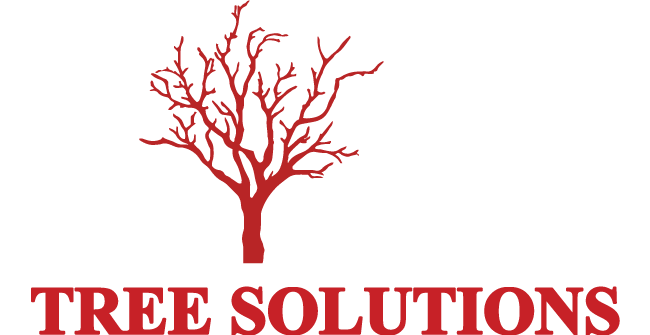 Old Union Tree Solutions