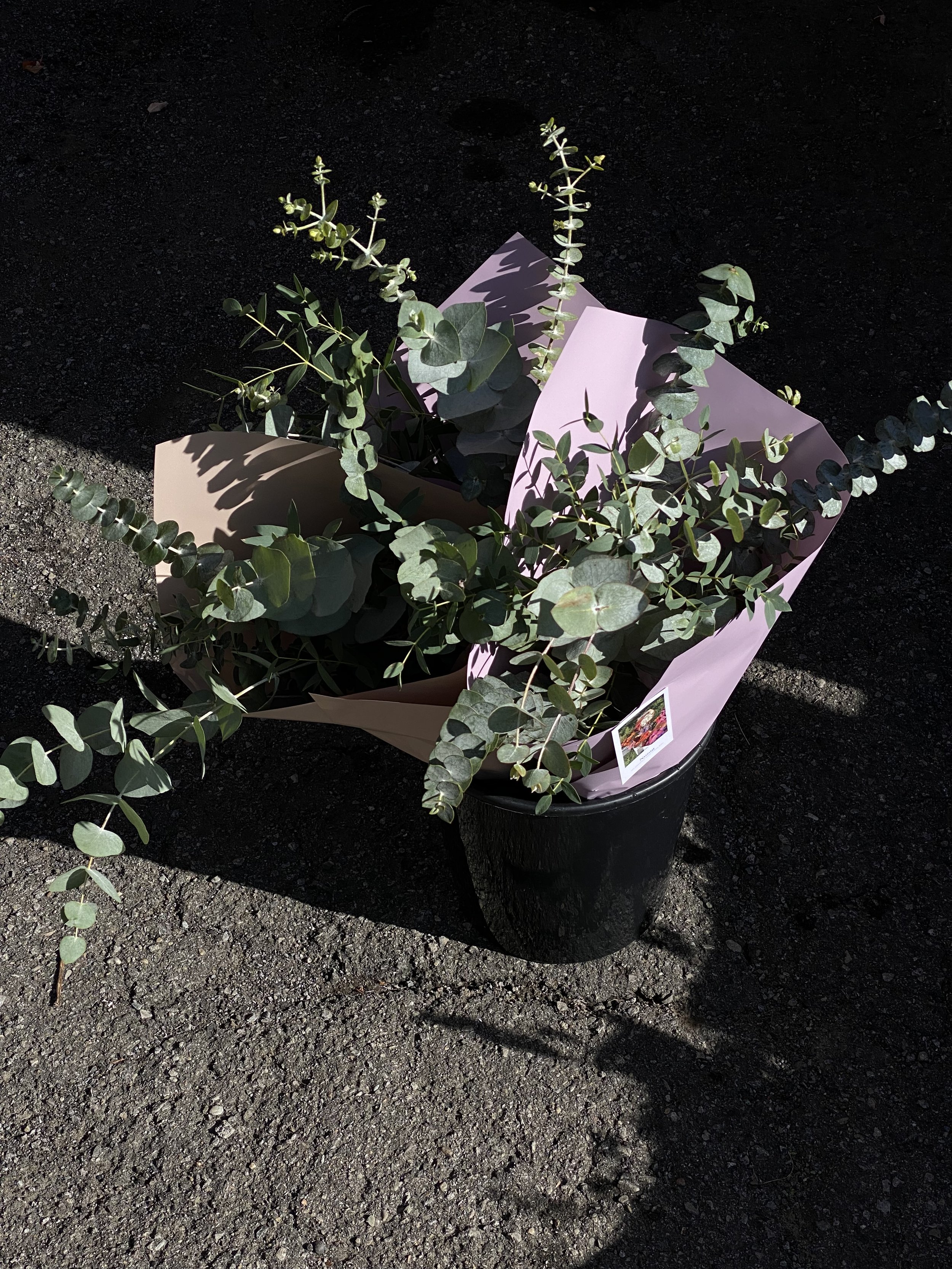 Eucalyptus