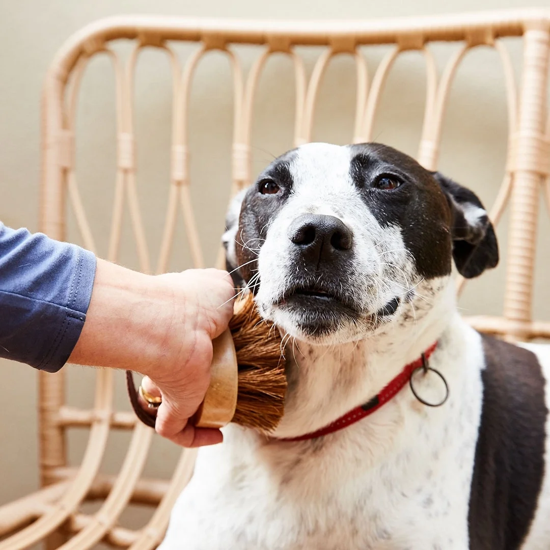 DogPet Grooming Brush - All Natural, Handmade 1.webp