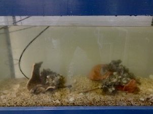 In-School Oyster Tanks