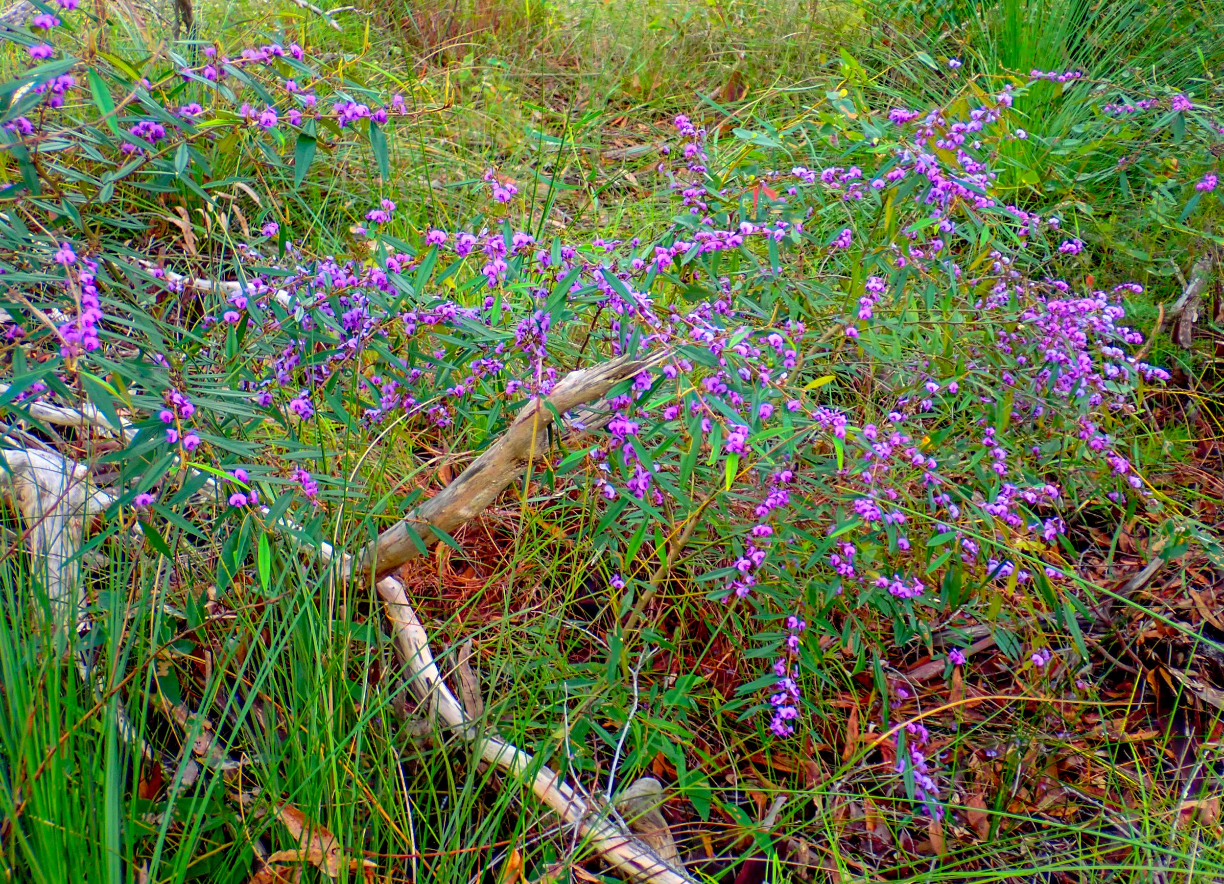 Hovea acutifolia - Purple Pea Bush
