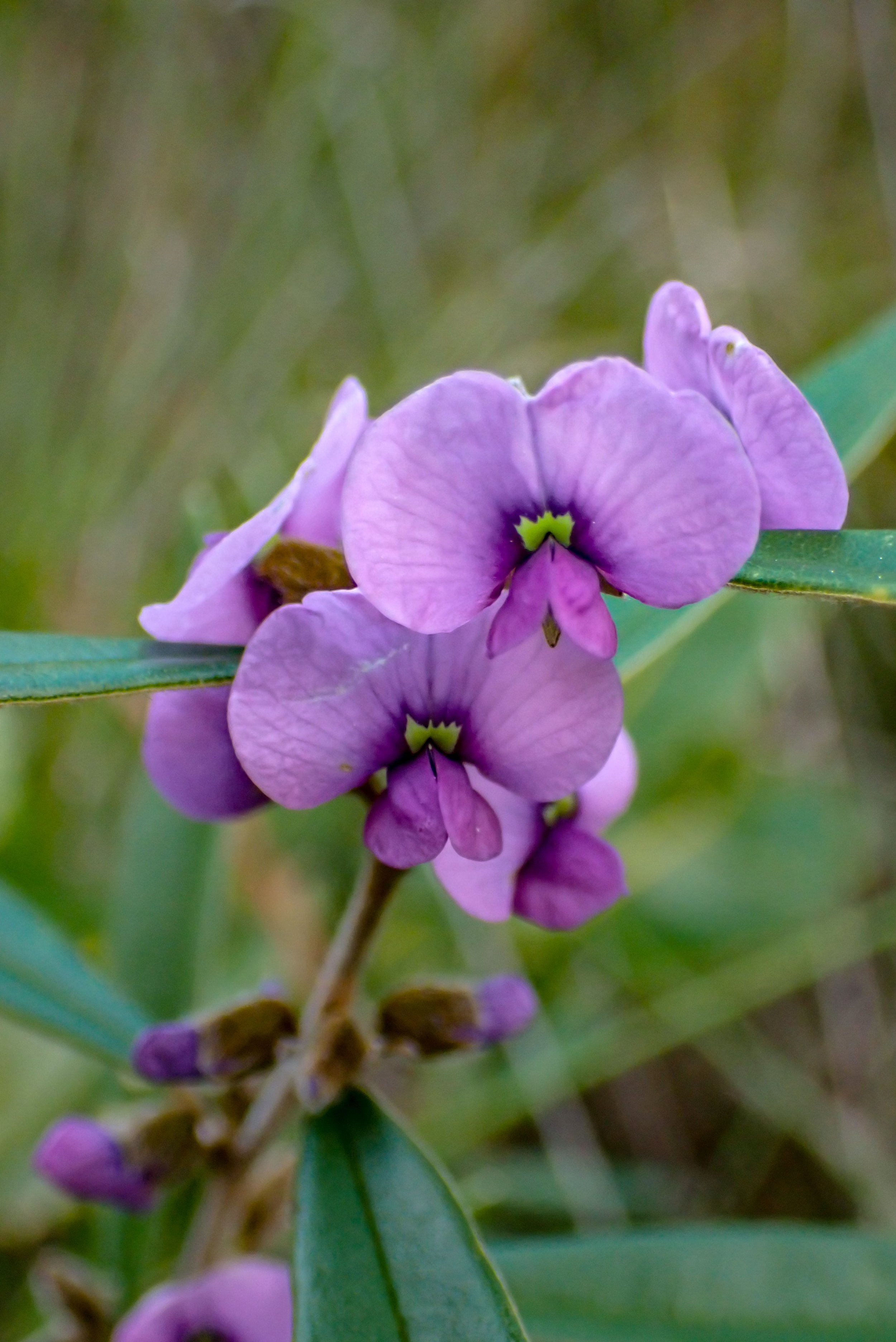 Hovea acutifolia - Purple Pea Bush