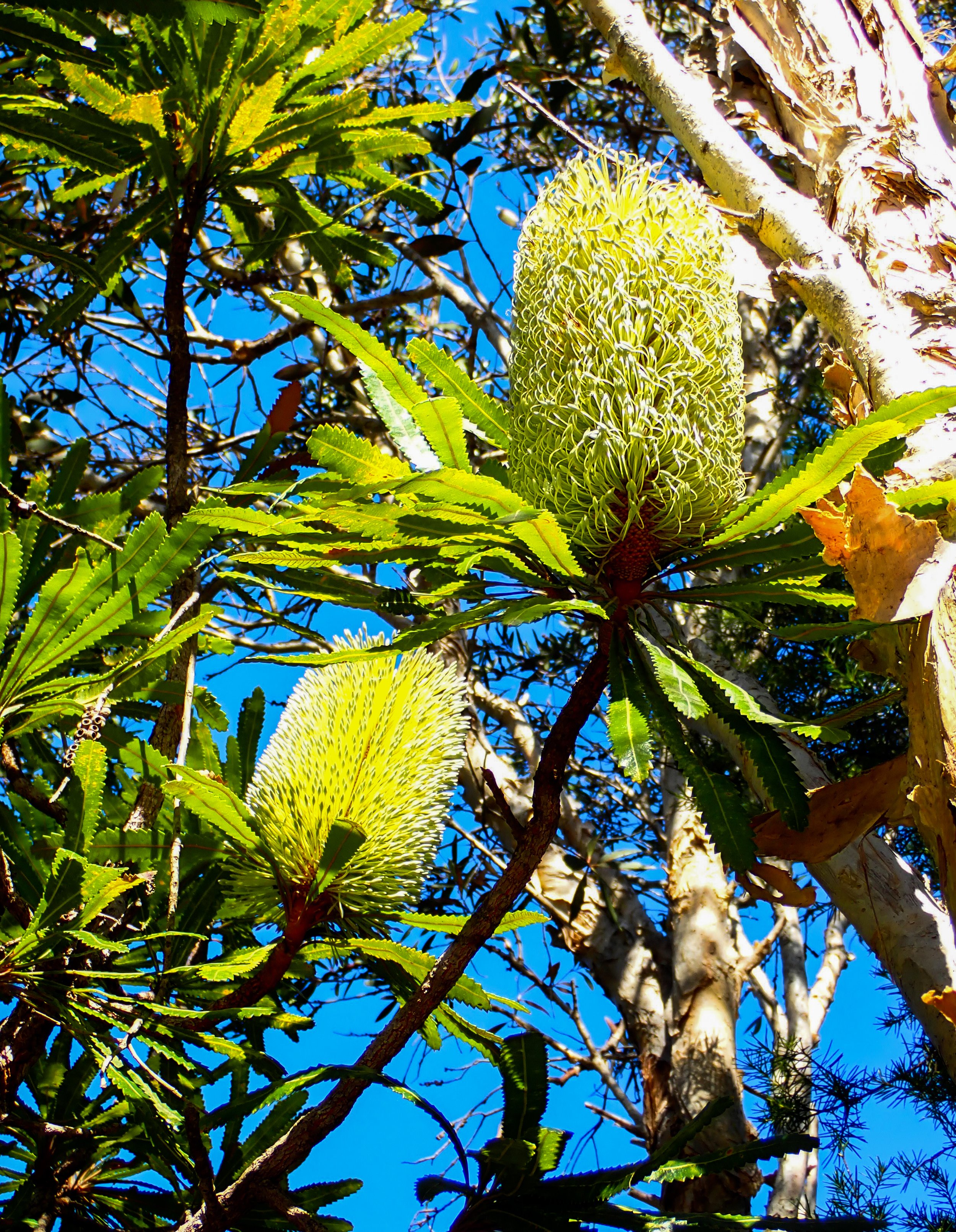 Banksia aemula - Wallum Banksia