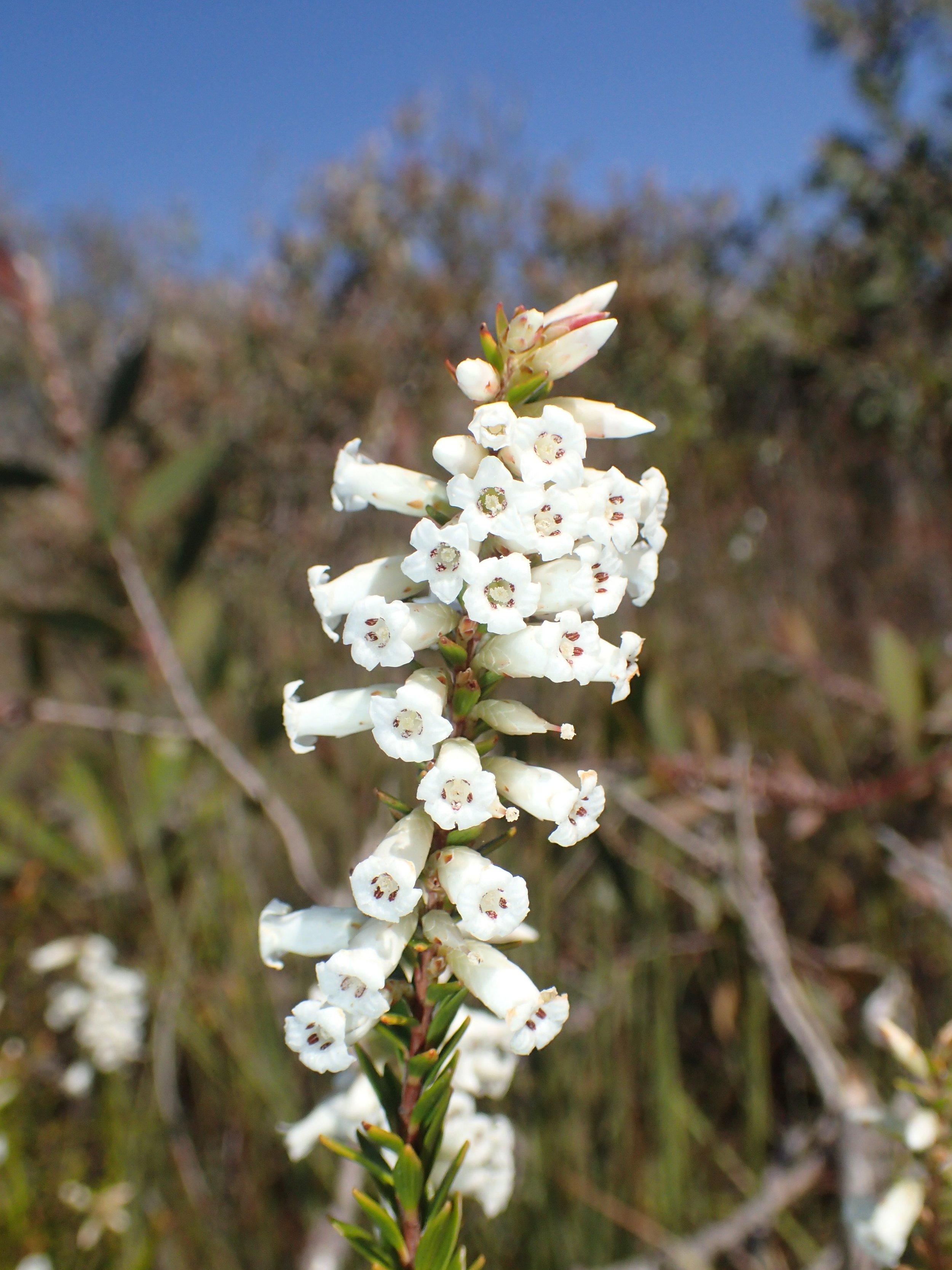 Epacris obtusifolia - Common Heath