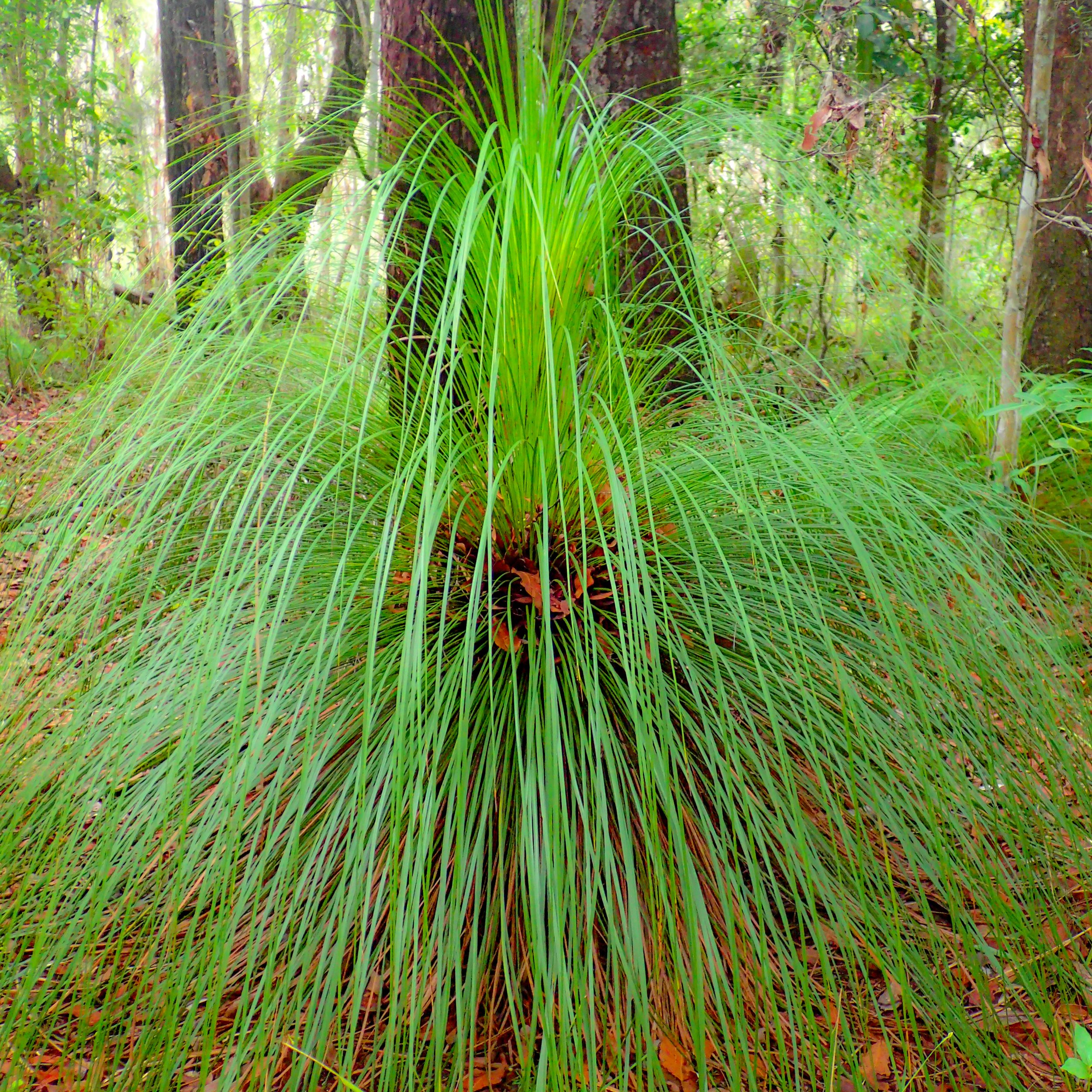 Xanthorrea johnsonii/Grass Tree