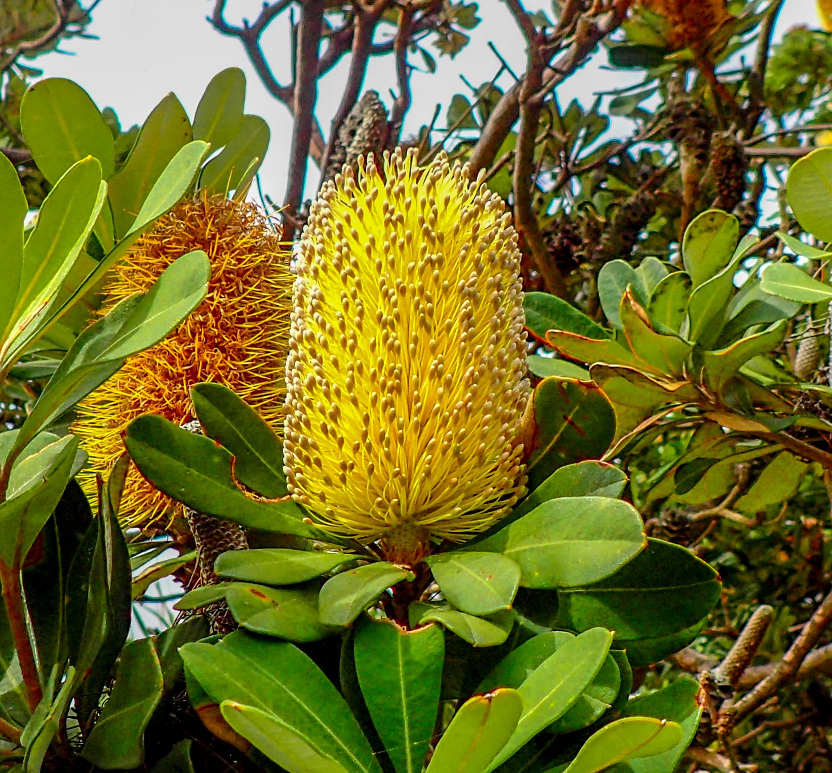 Banksia integrifolia - Coastal Banksia