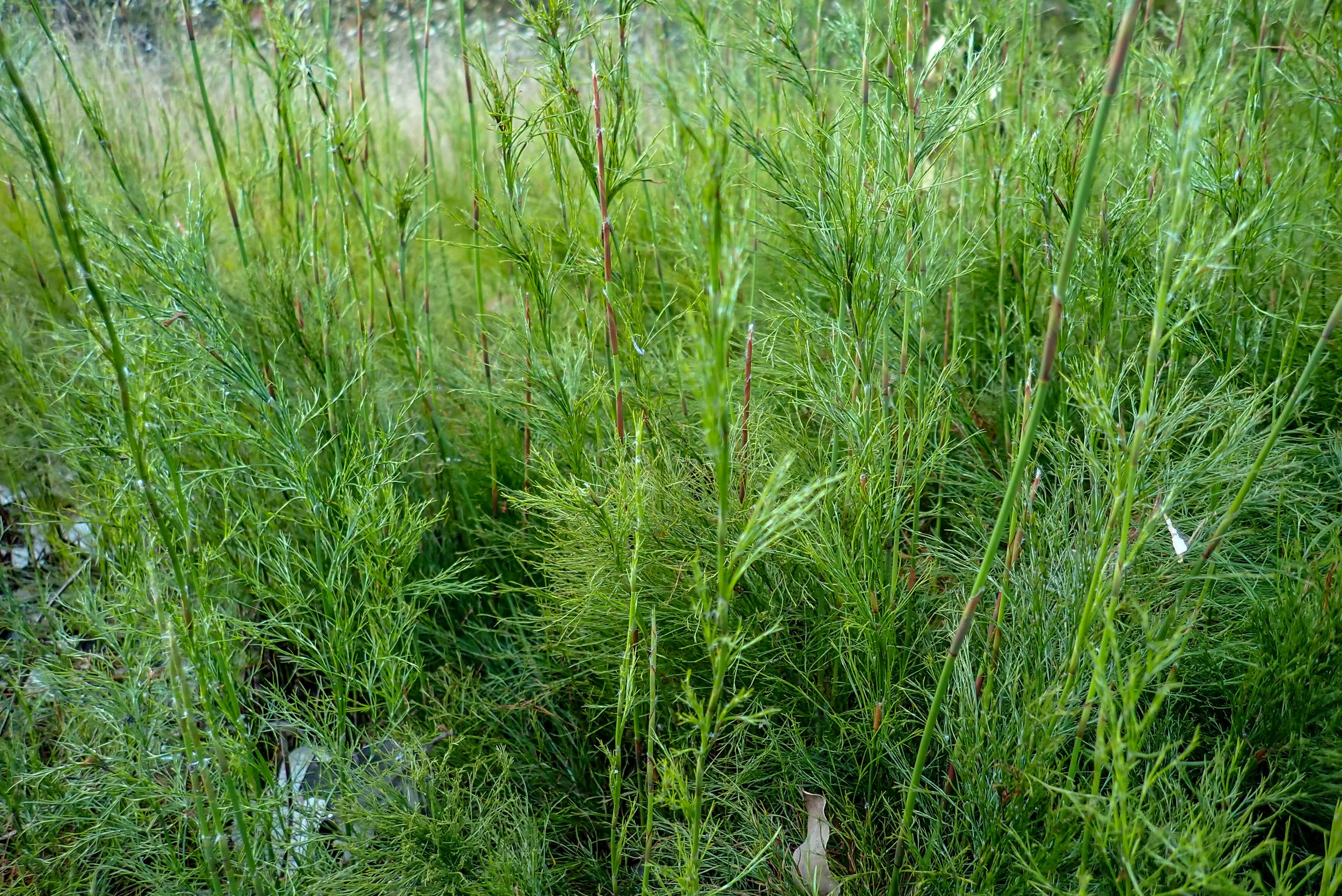Baloskion tetrephyllum - Swamp Foxtails