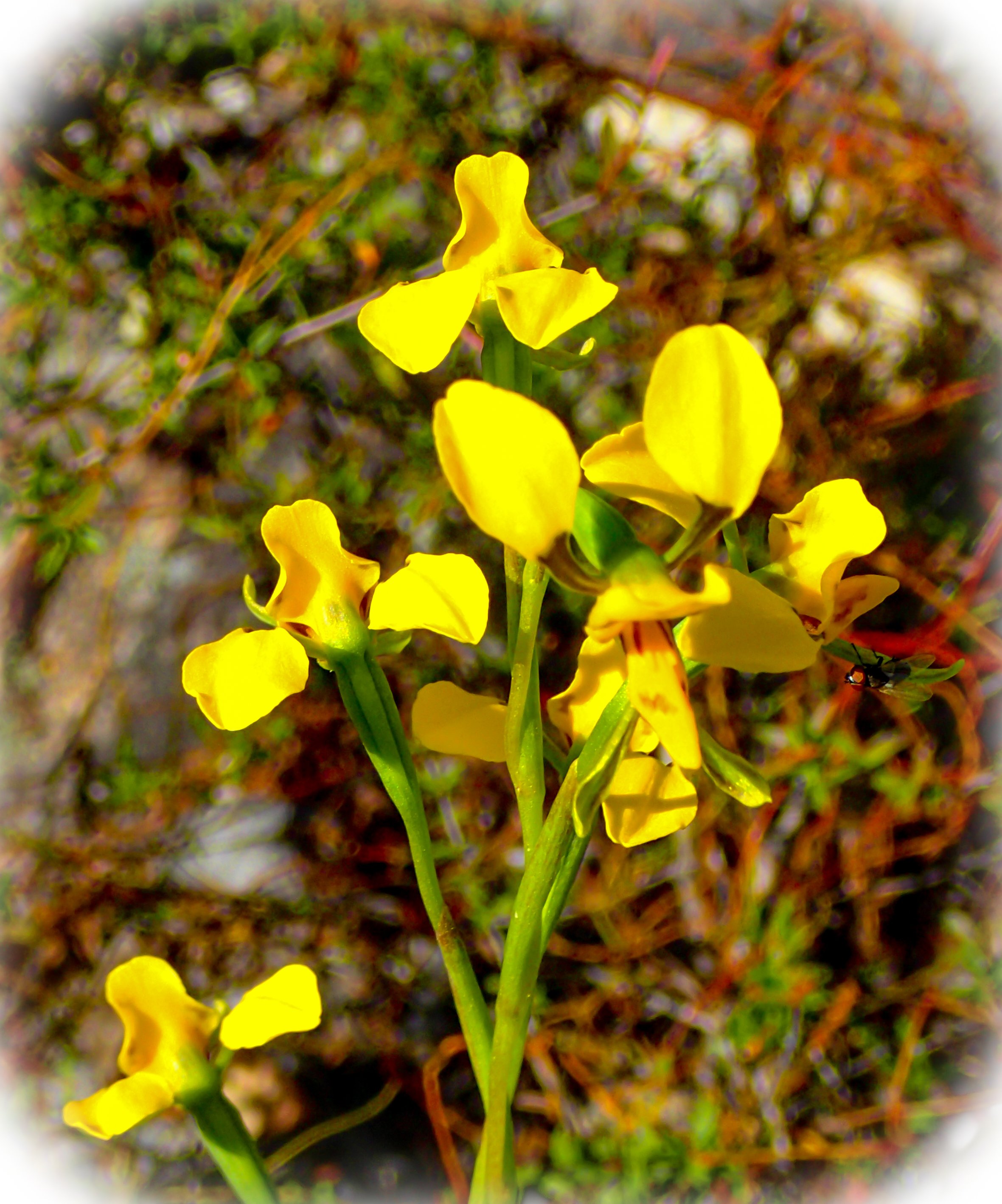 Diuris sp/Donkey Orchid