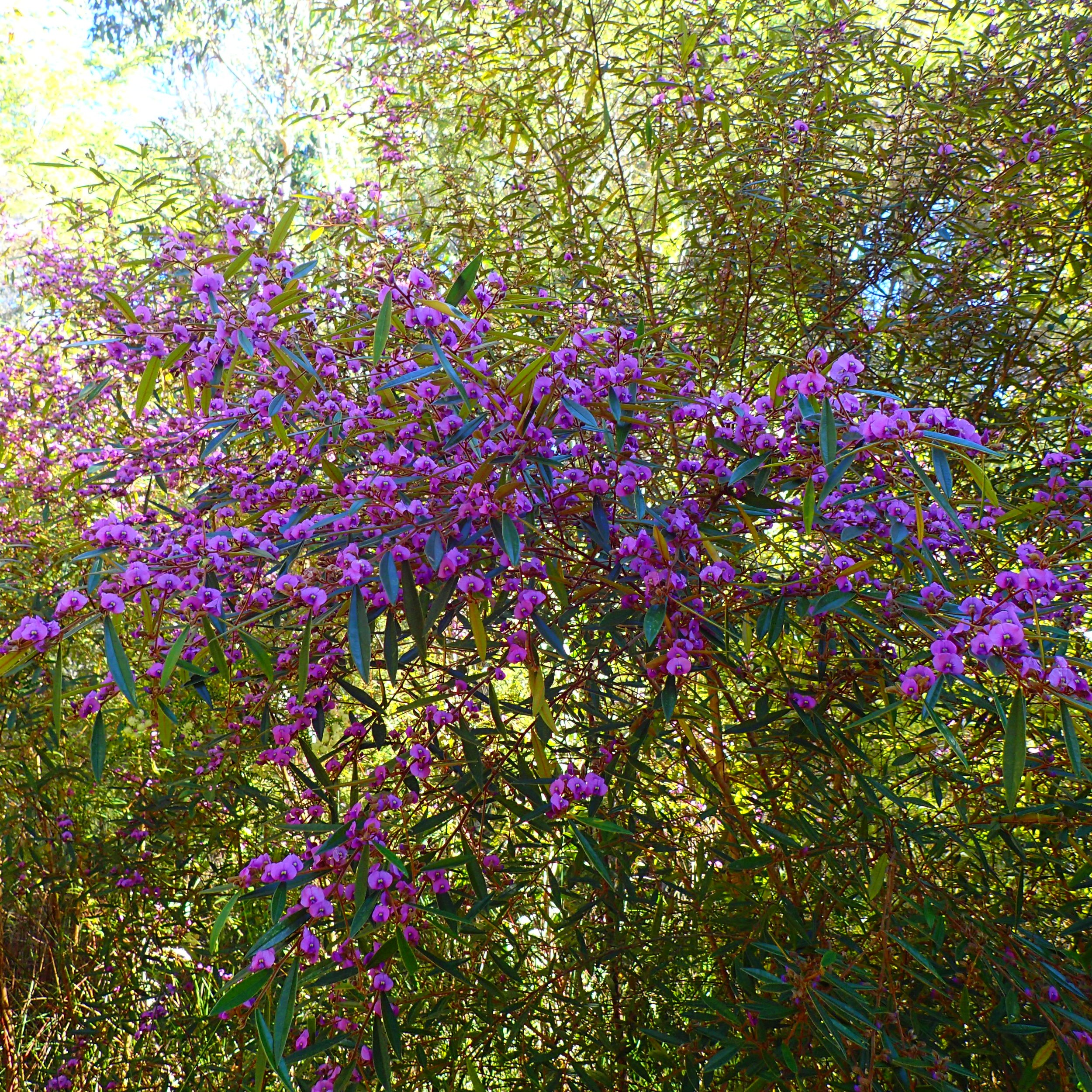 Hovea acutifolia/Purple Pea Bush