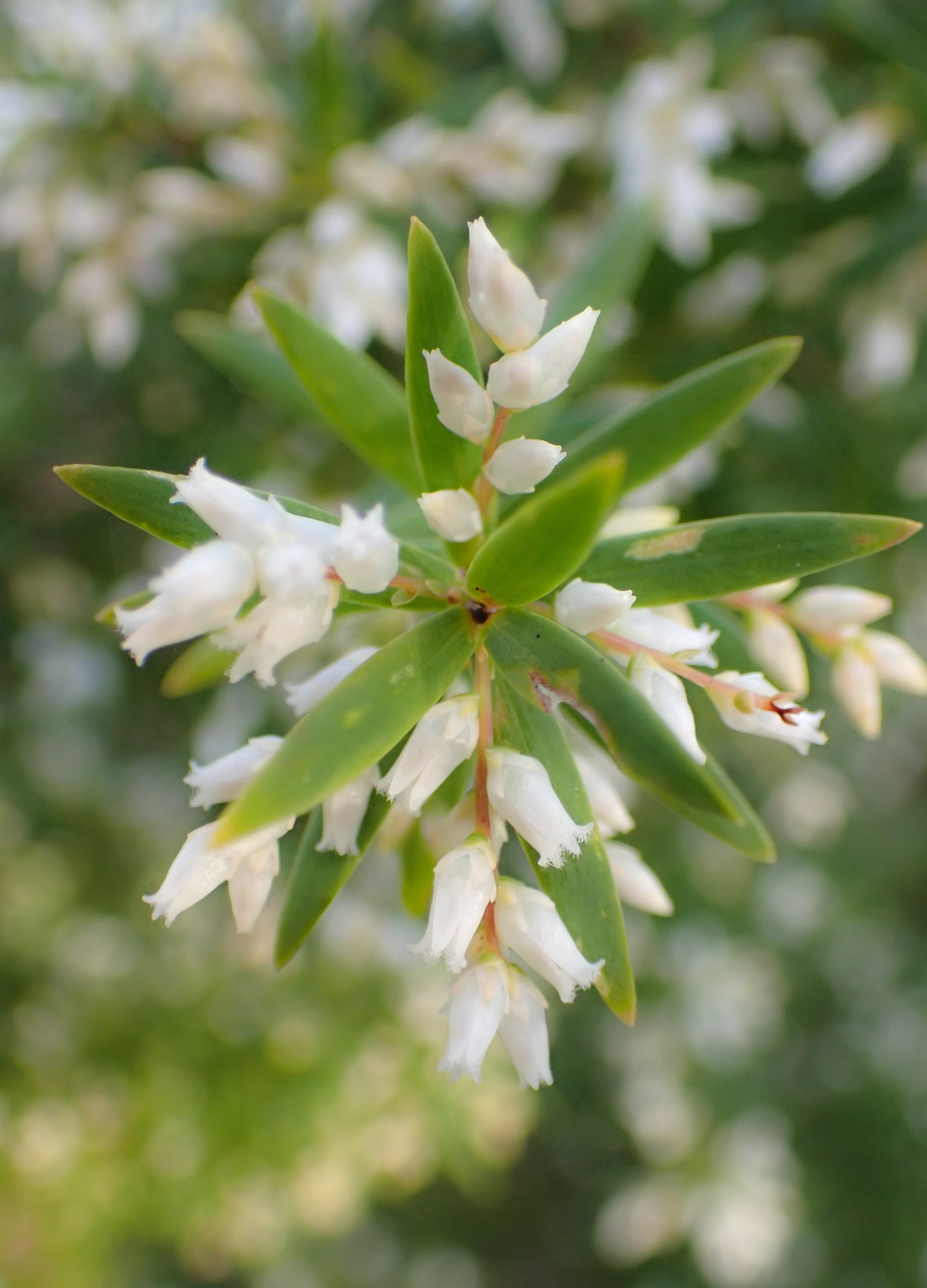 Leucopogon leptospermum/Tea Tree Beard Heath