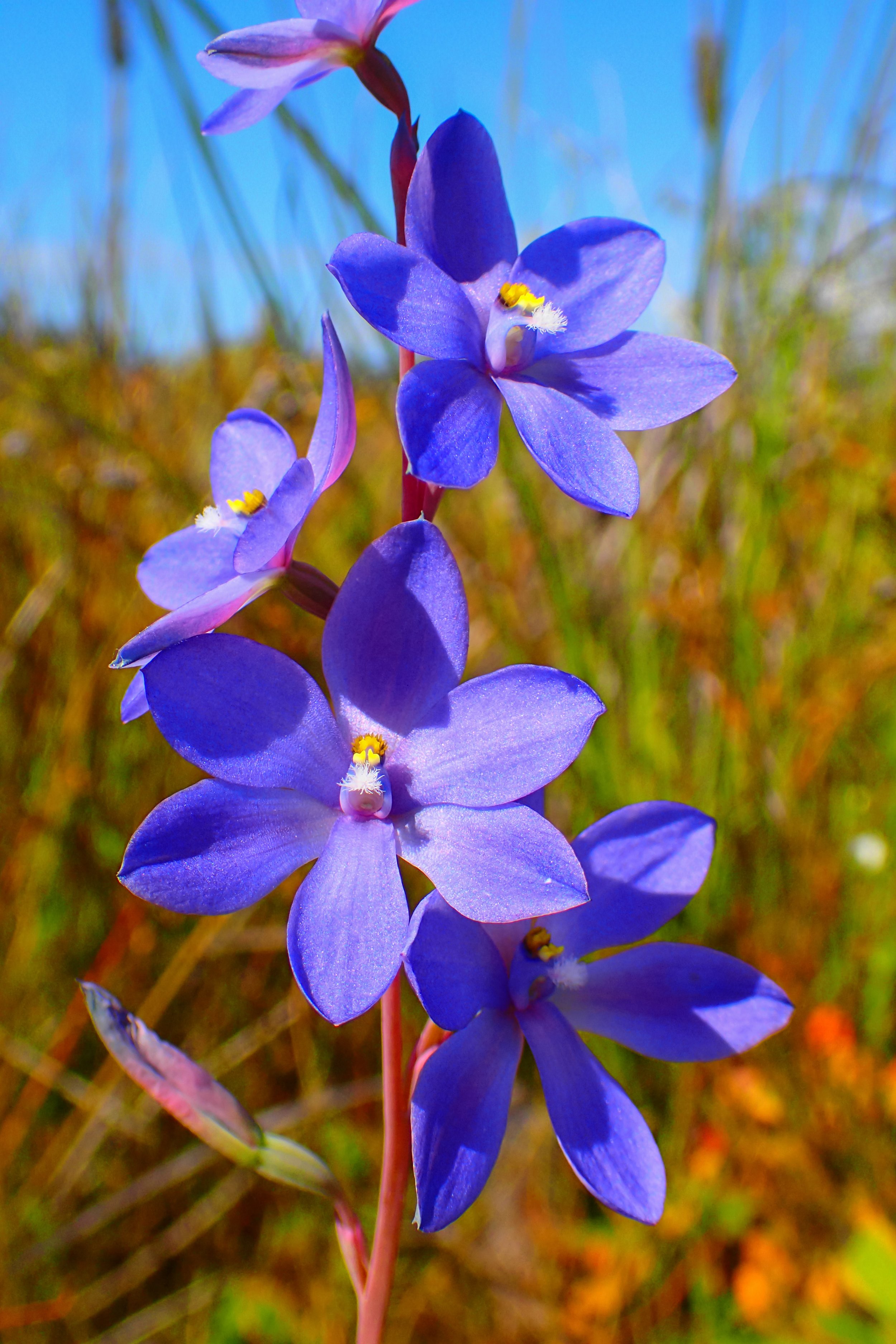 Thelymitra purpurata/Wallum Sun Orchid